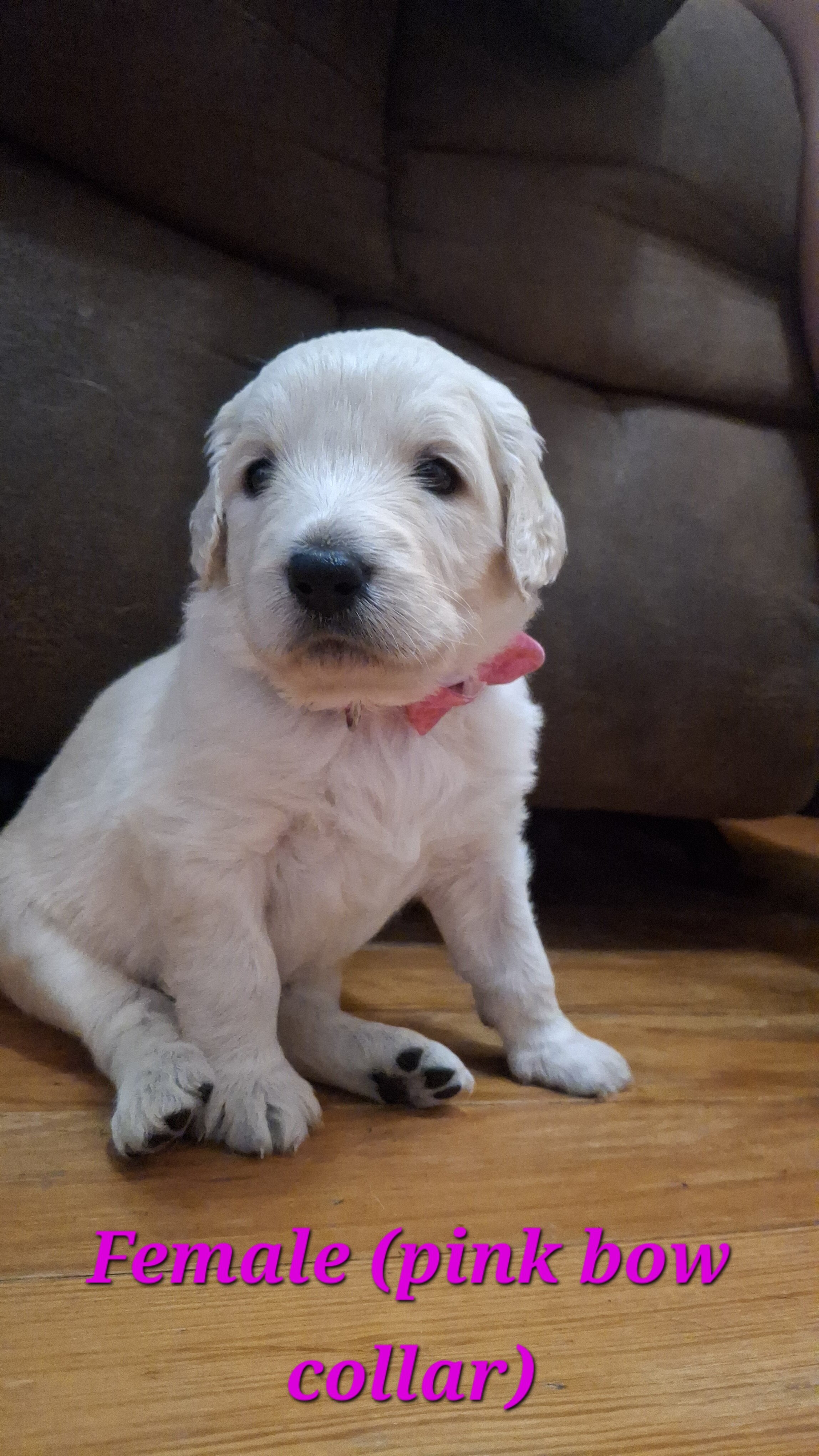 Double Doodle puppies image 8