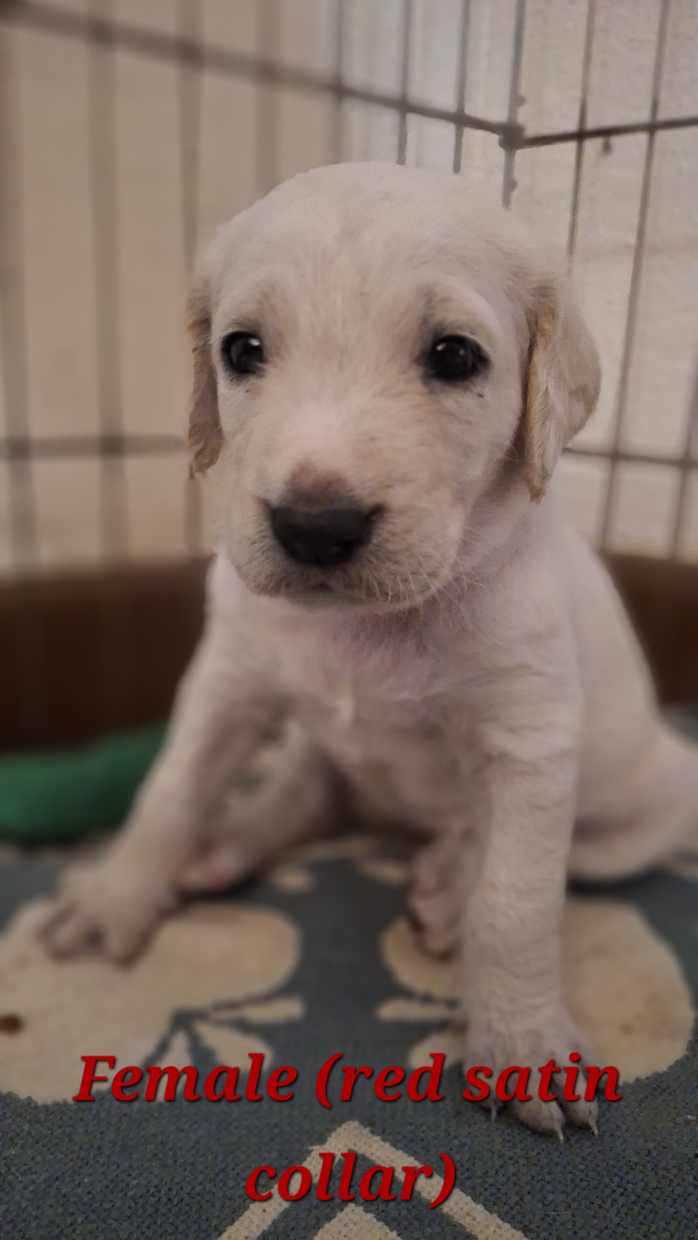 Double Doodle puppies image 7