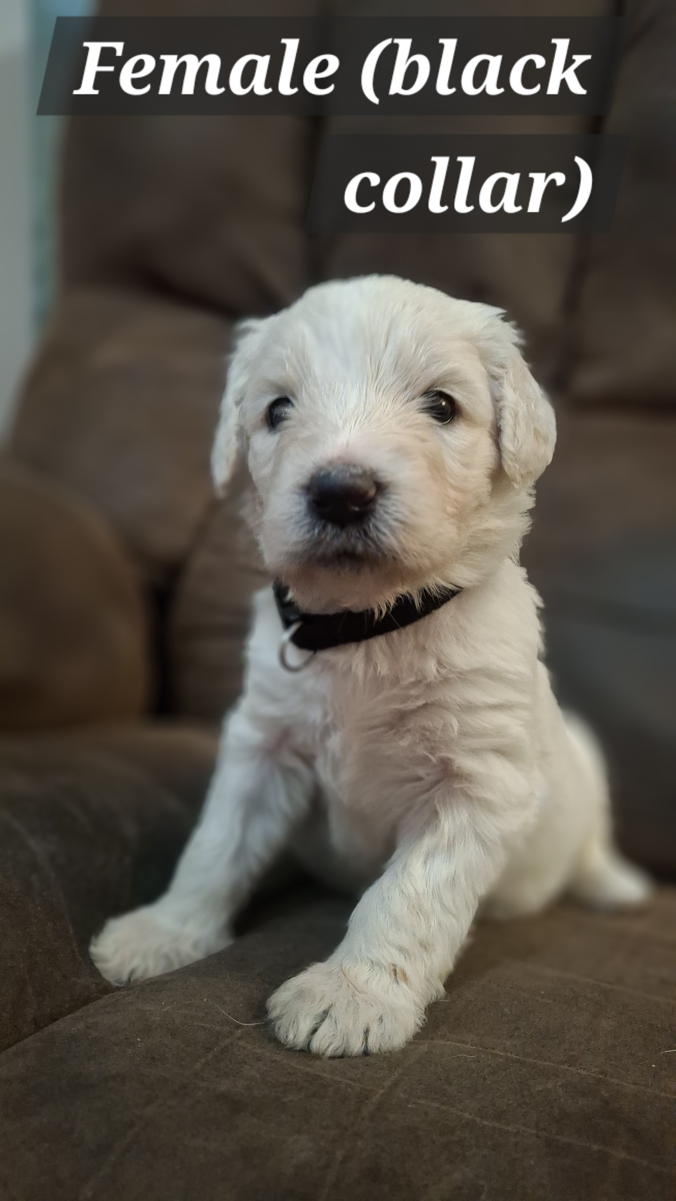 Double Doodle puppies image 6