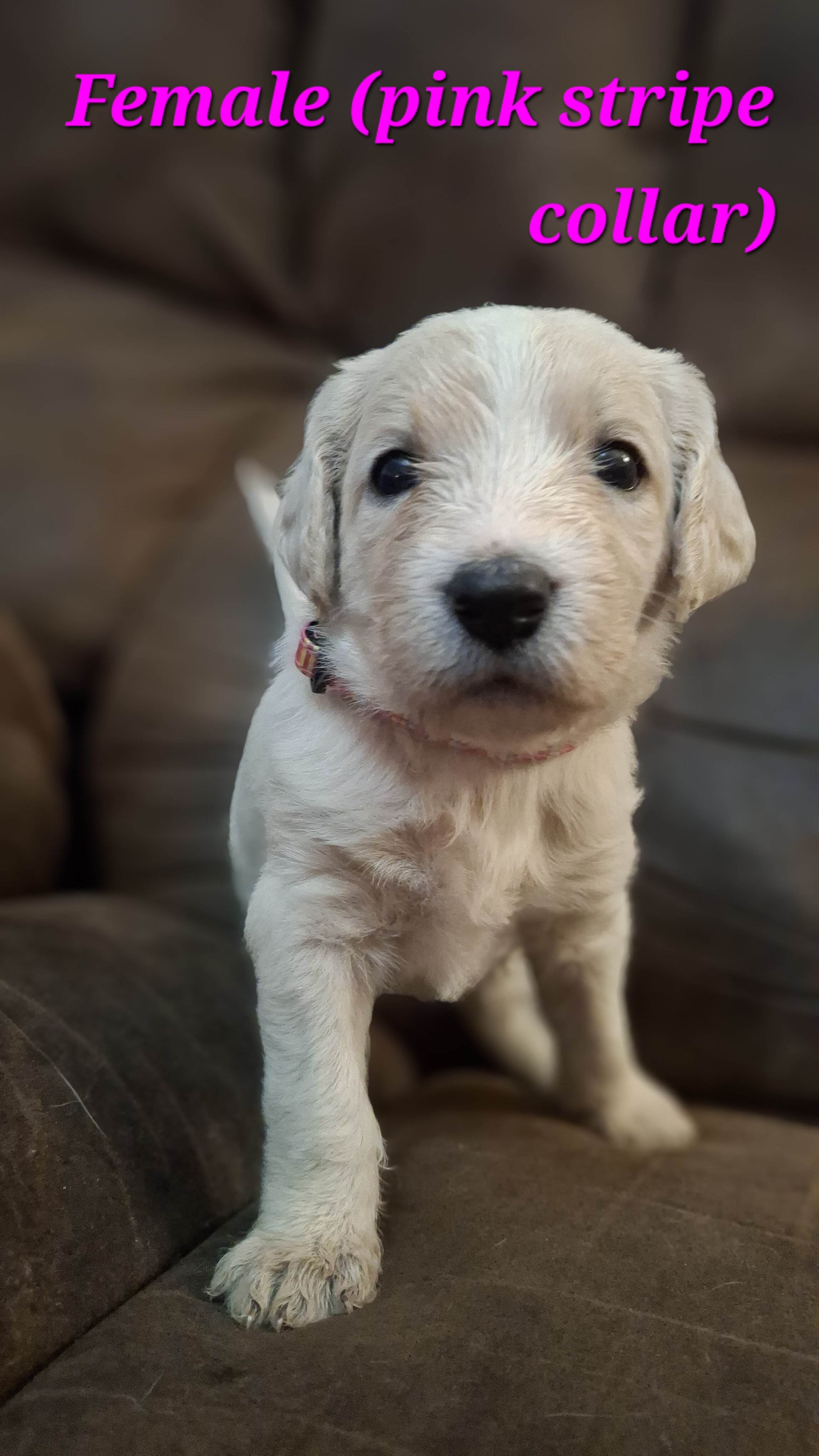 Double Doodle puppies image 5