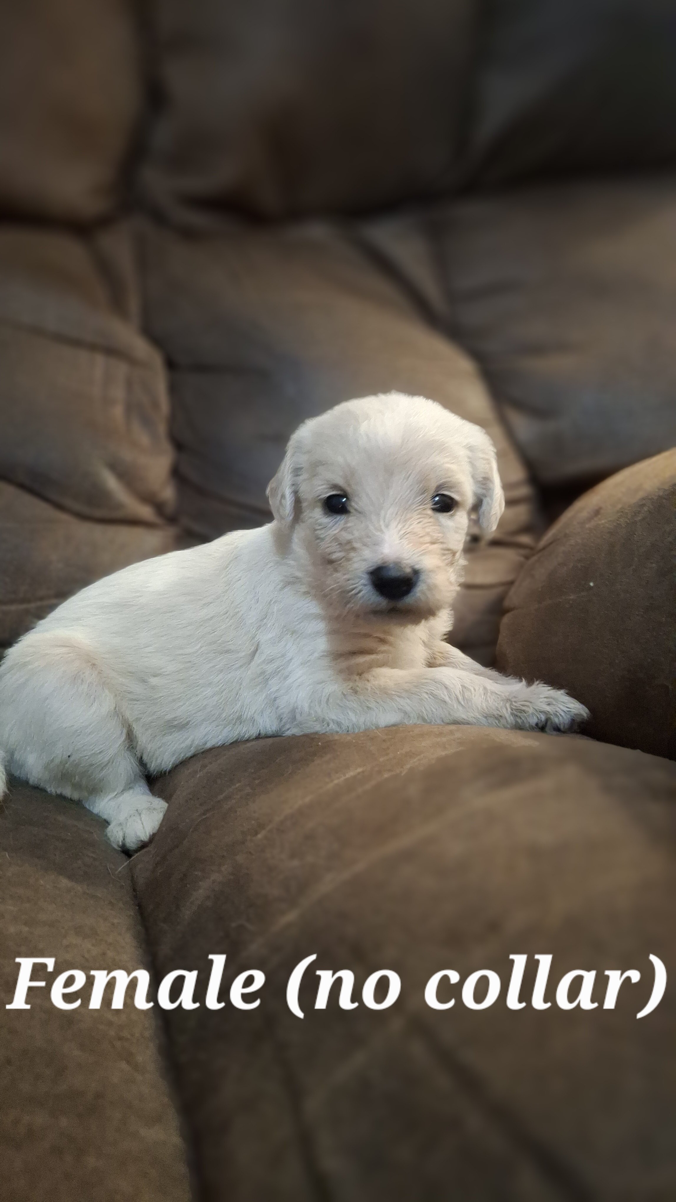 Double Doodle puppies image 2