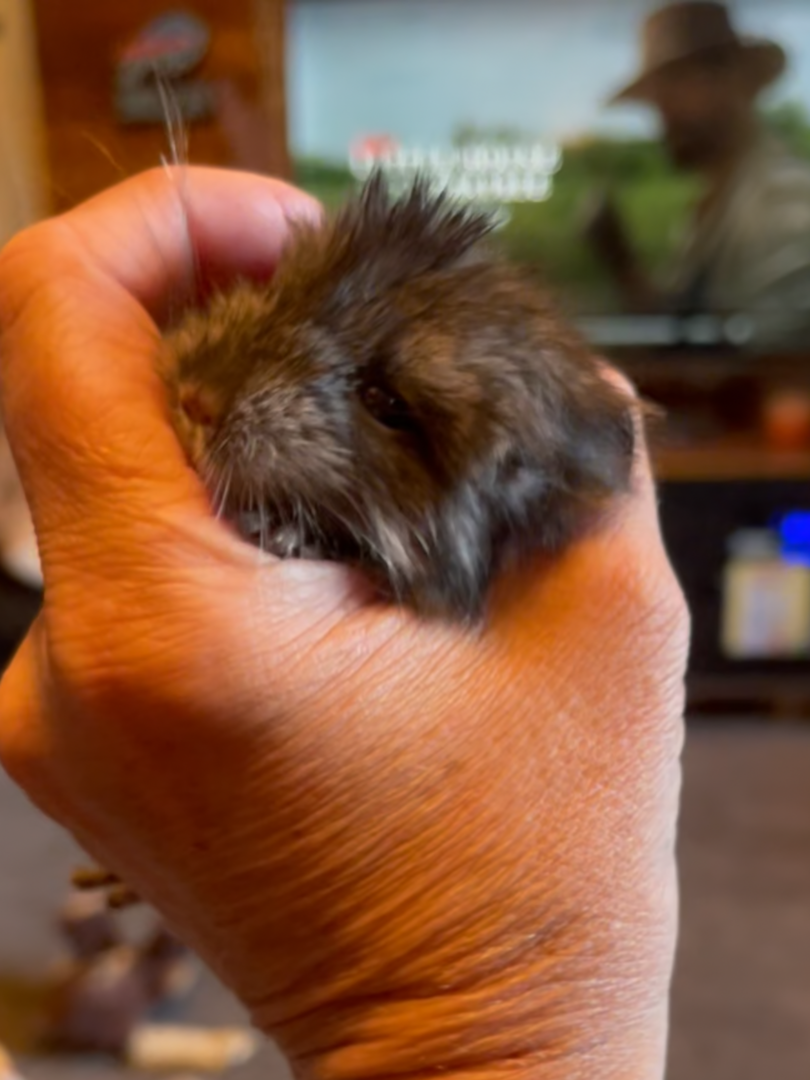 Baby Boy Chinchilla image 2