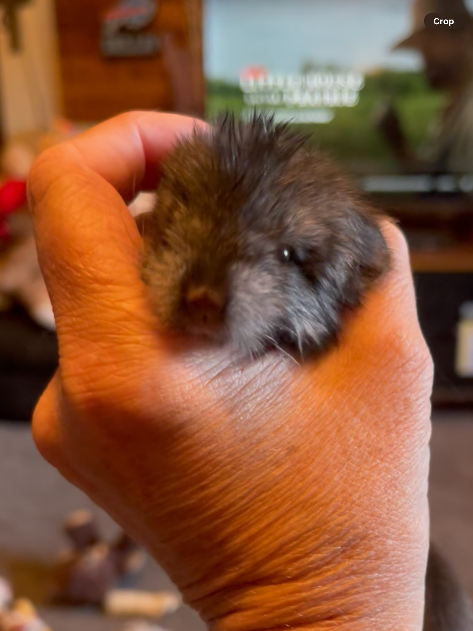 Baby Boy Chinchilla image 1