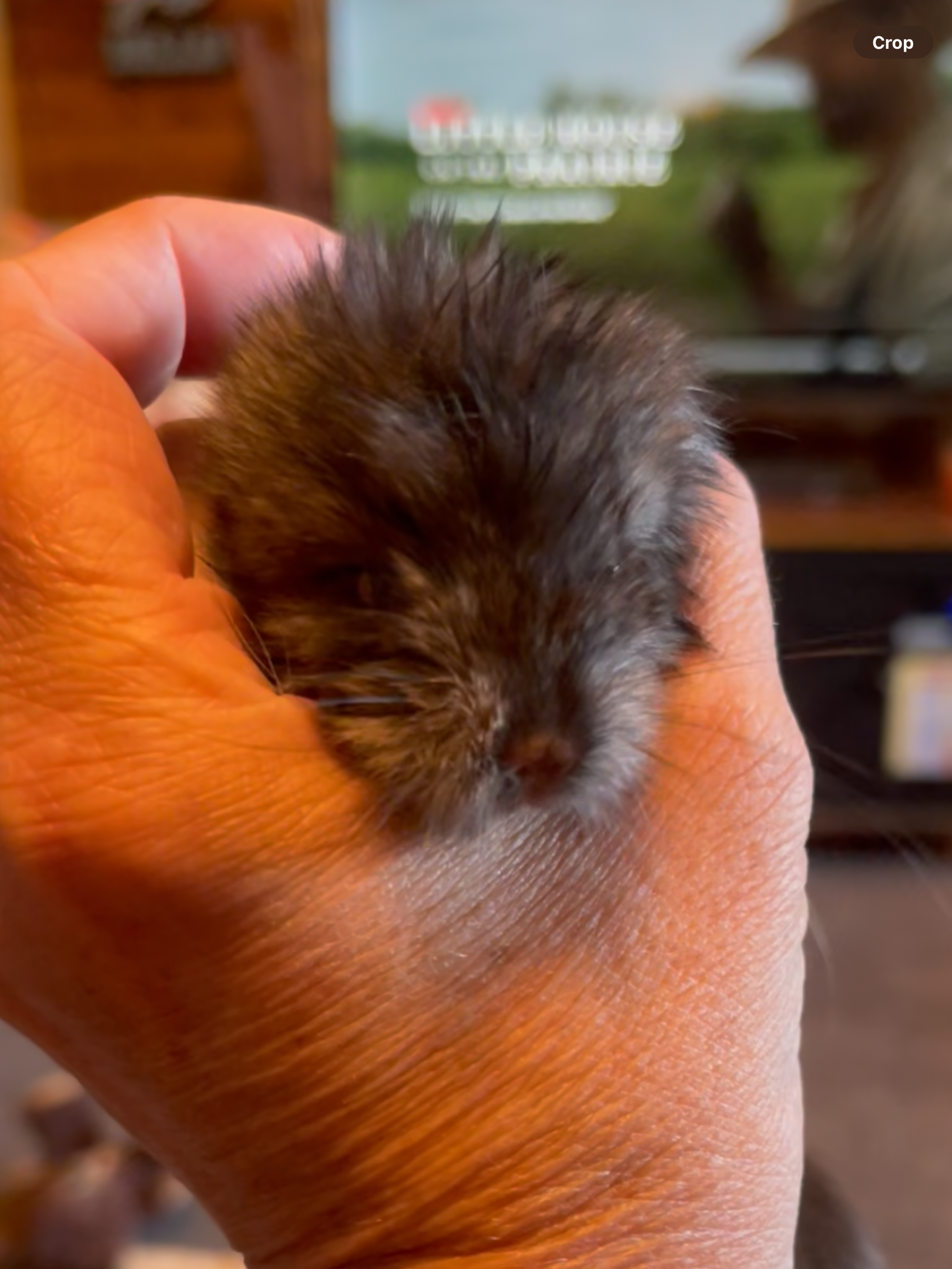 Baby Boy Chinchilla image 3