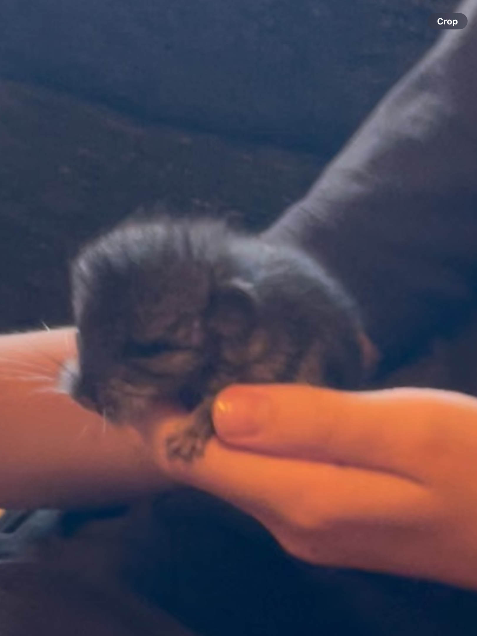 Baby Boy Chinchilla image 4
