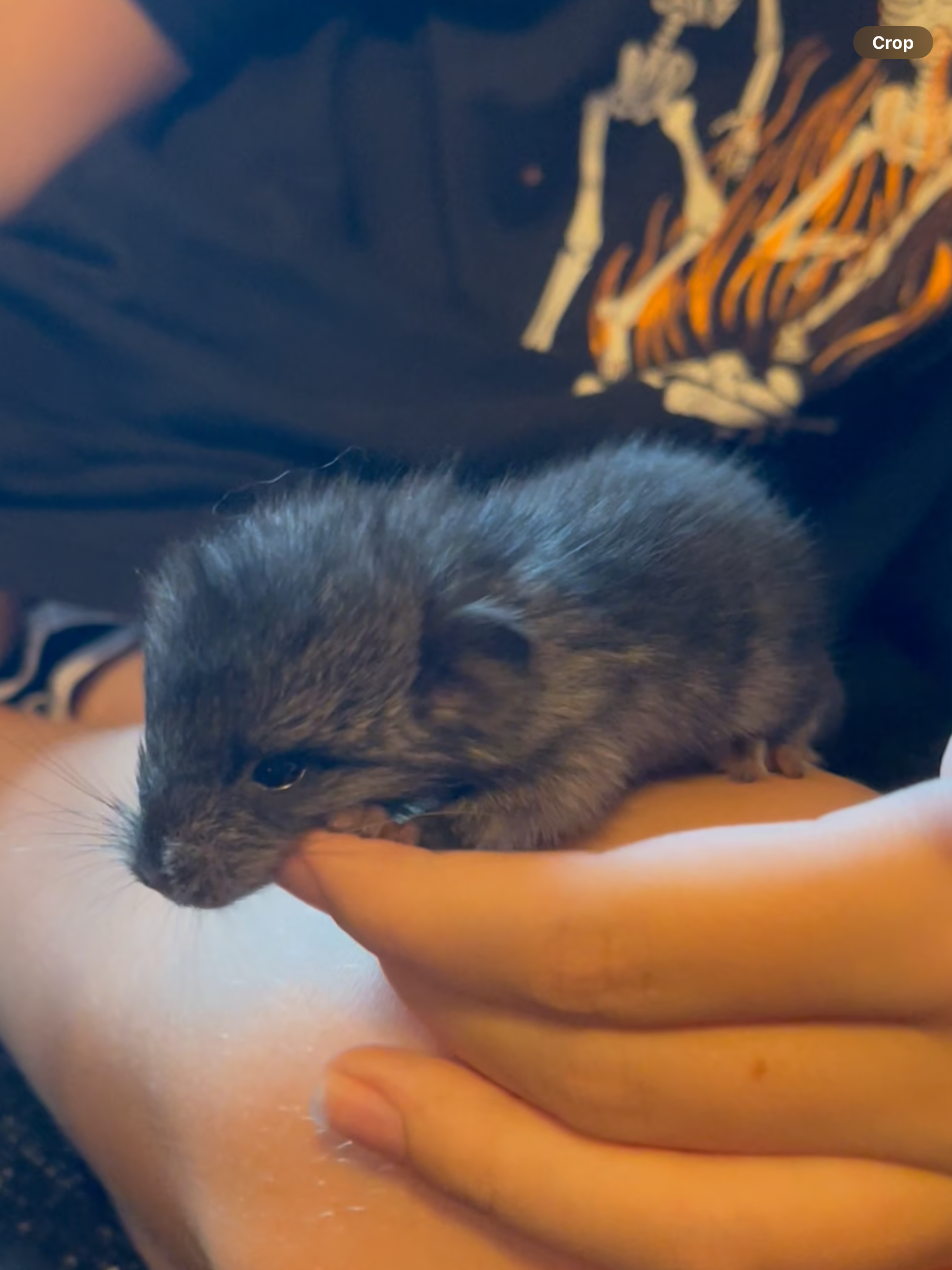 Baby Boy Chinchilla image 5