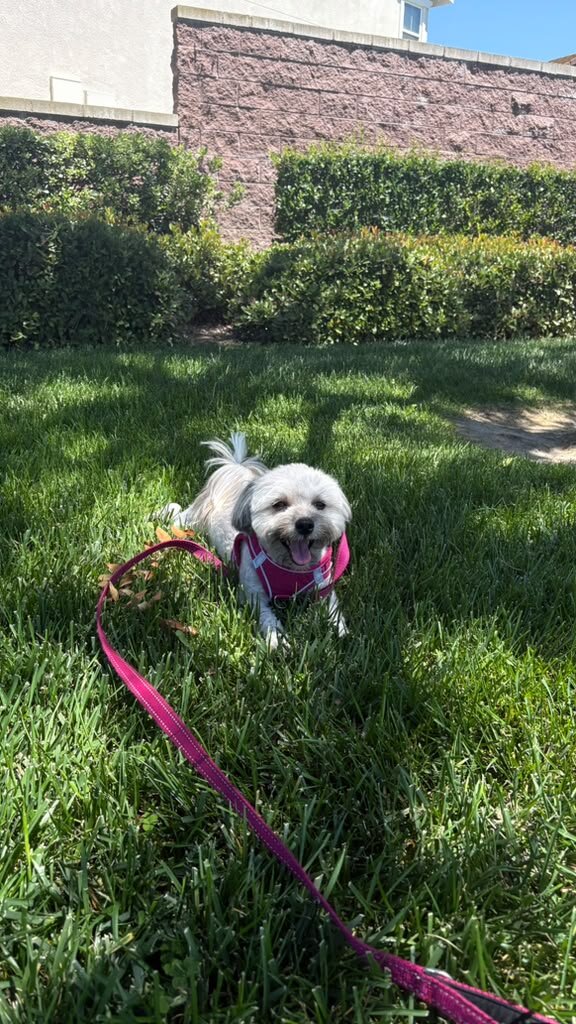 Maltipoo Hypoallergenic Dog image 1