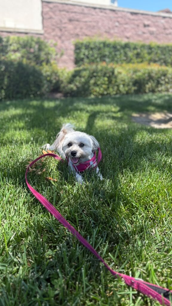Maltipoo Hypoallergenic Dog image 2
