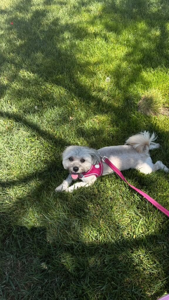 Maltipoo Hypoallergenic Dog image 3