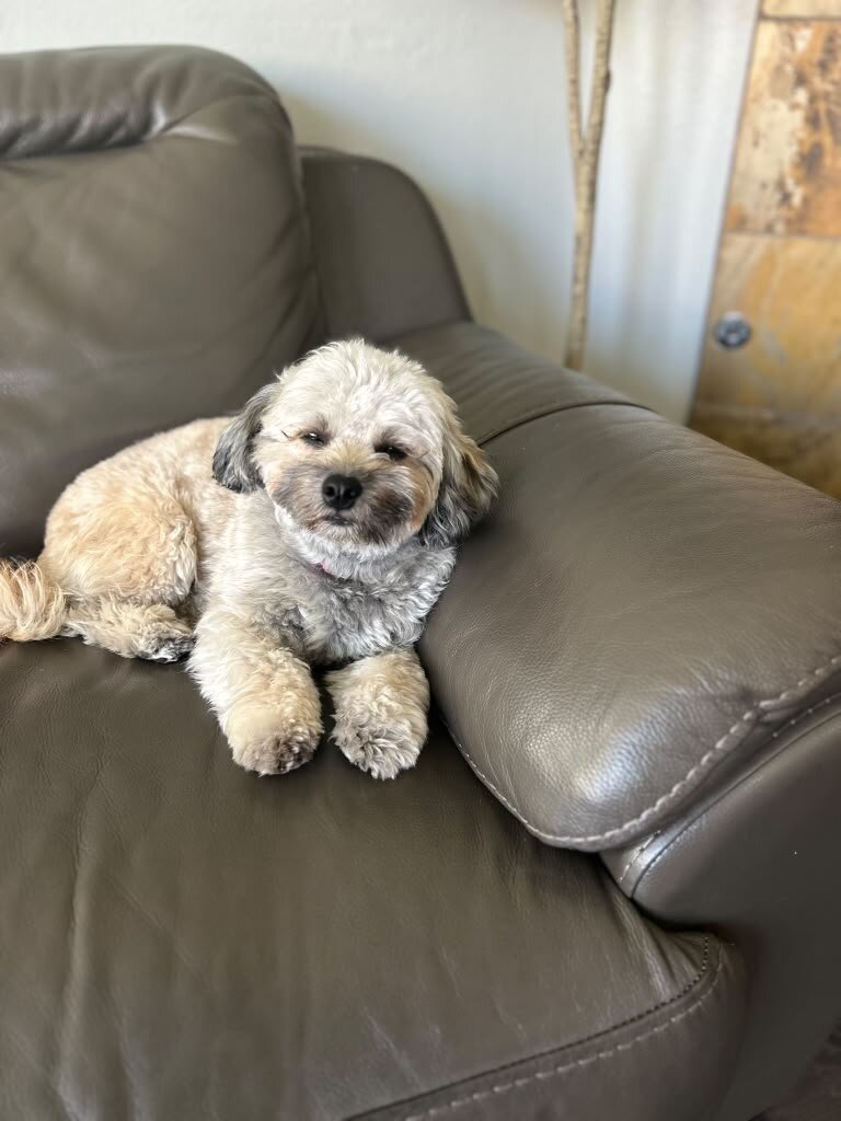 Maltipoo Hypoallergenic Dog image 4