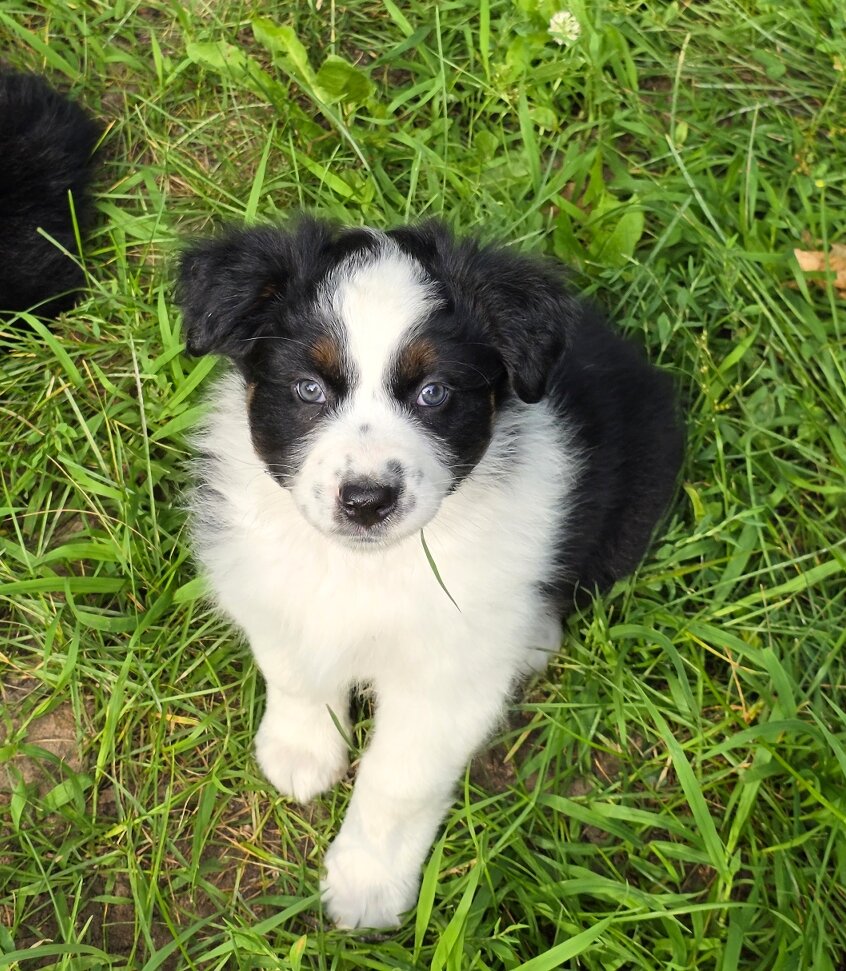 AKC REG AUSTRALIAN SHEPHERD image 2
