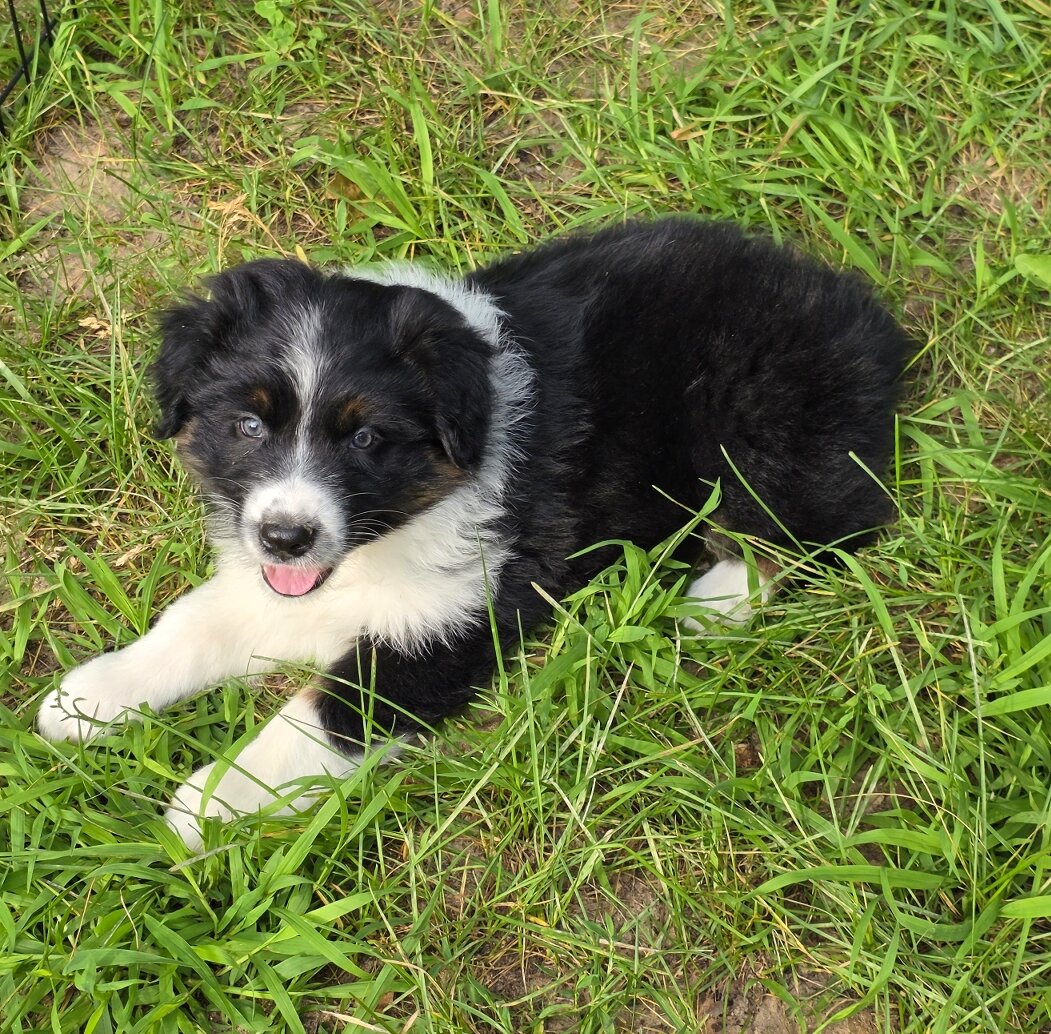 AKC REG AUSTRALIAN SHEPHERD image 4