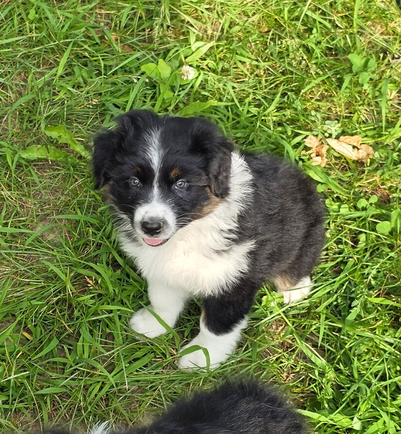 AKC REG AUSTRALIAN SHEPHERD image 3