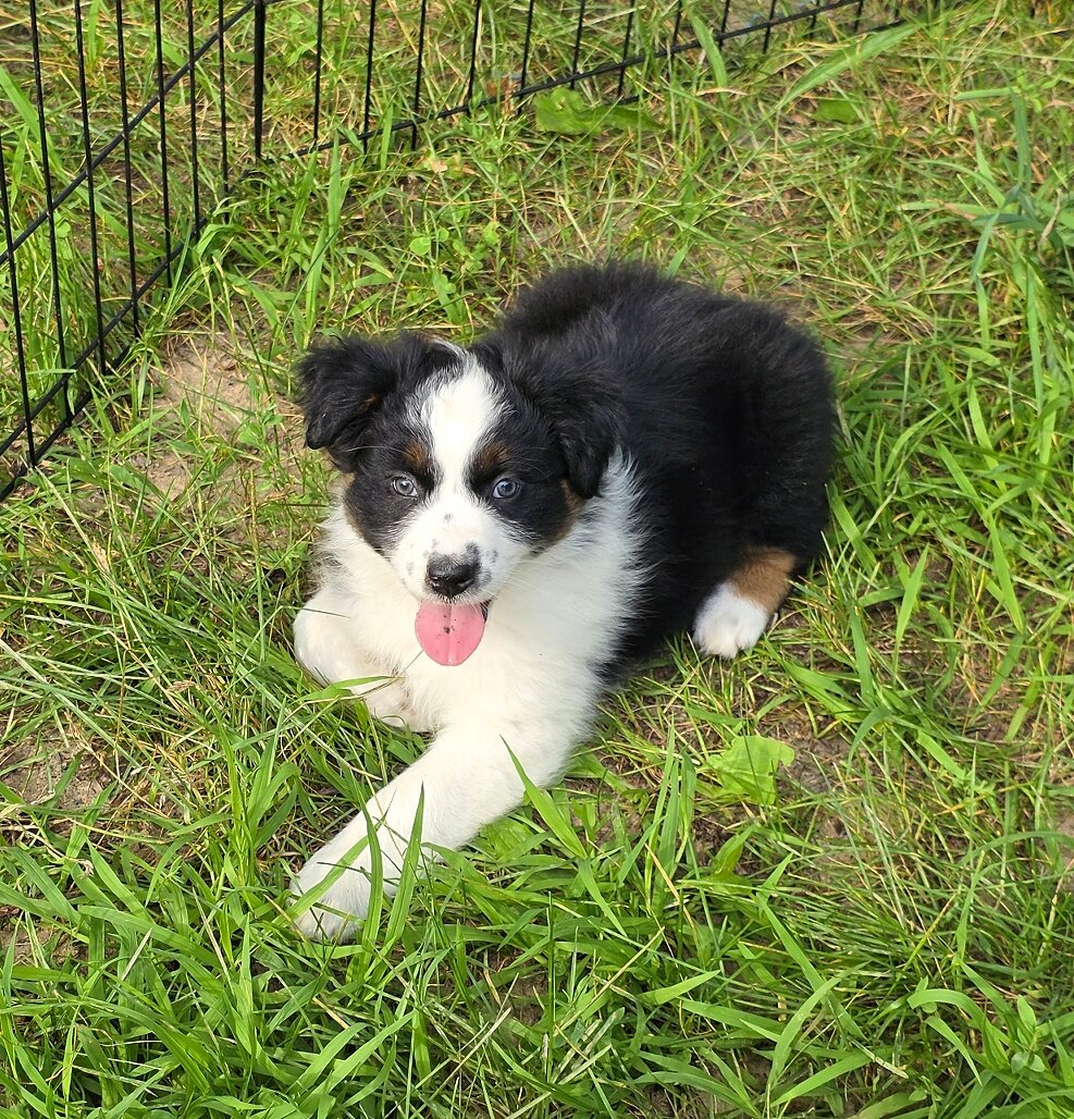 AKC REG AUSTRALIAN SHEPHERD image 1