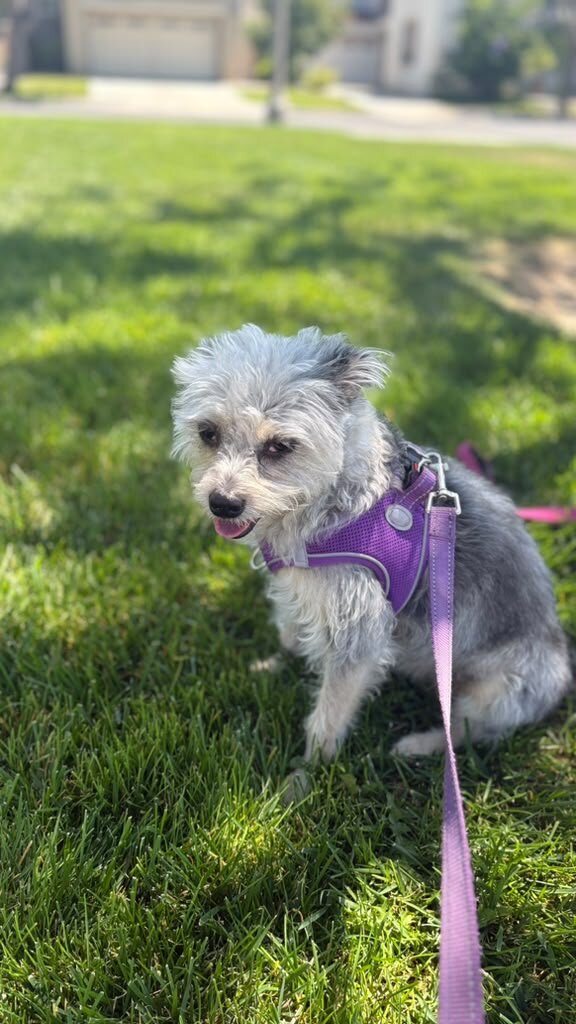 Miniature Schnauzer image 1