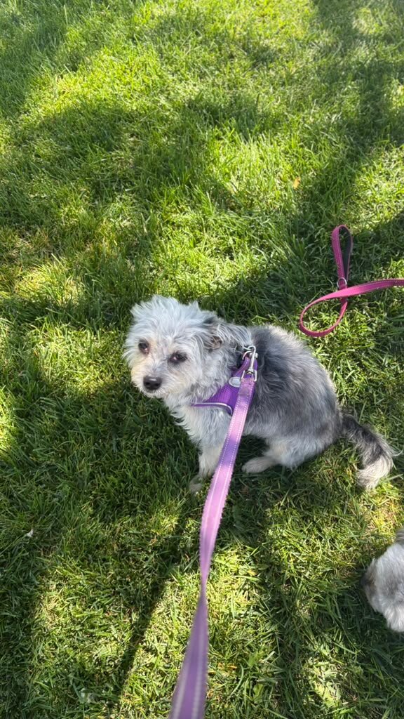 Miniature Schnauzer image 2