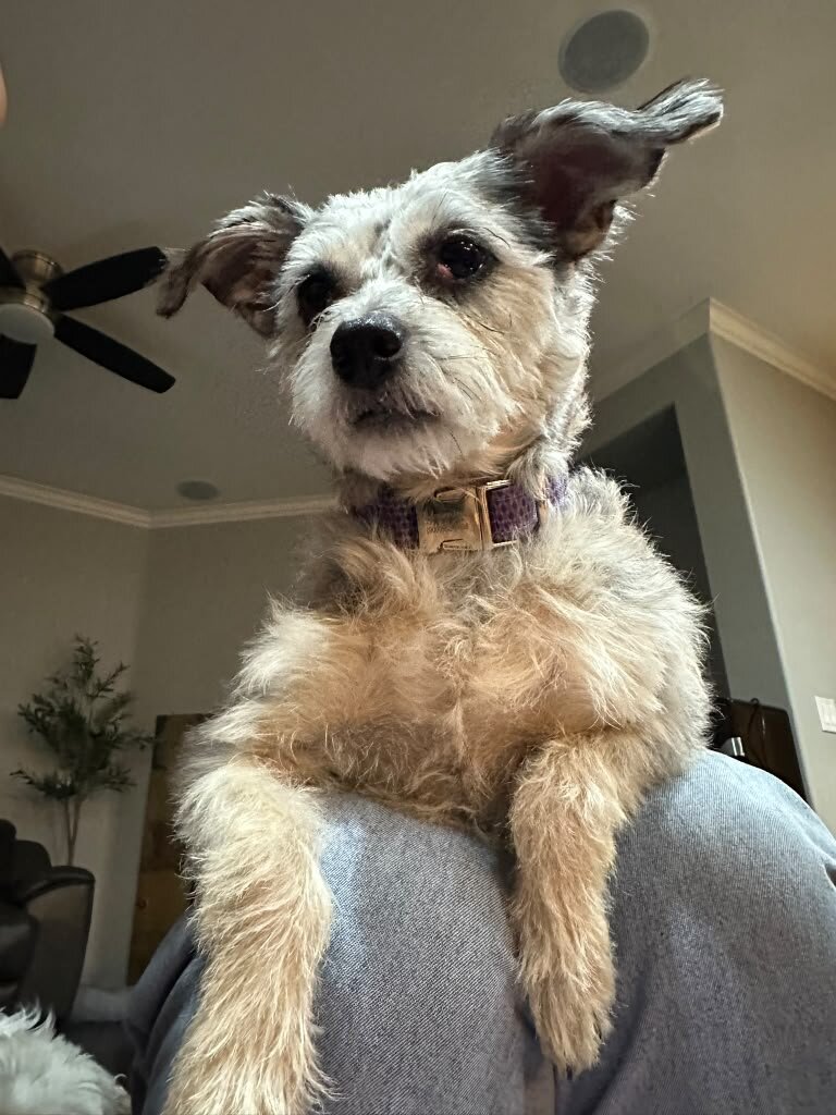 Miniature Schnauzer image 3