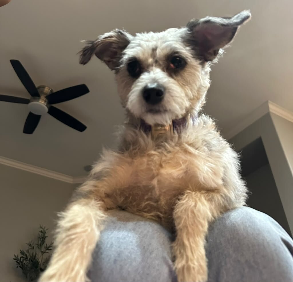 Miniature Schnauzer image 4