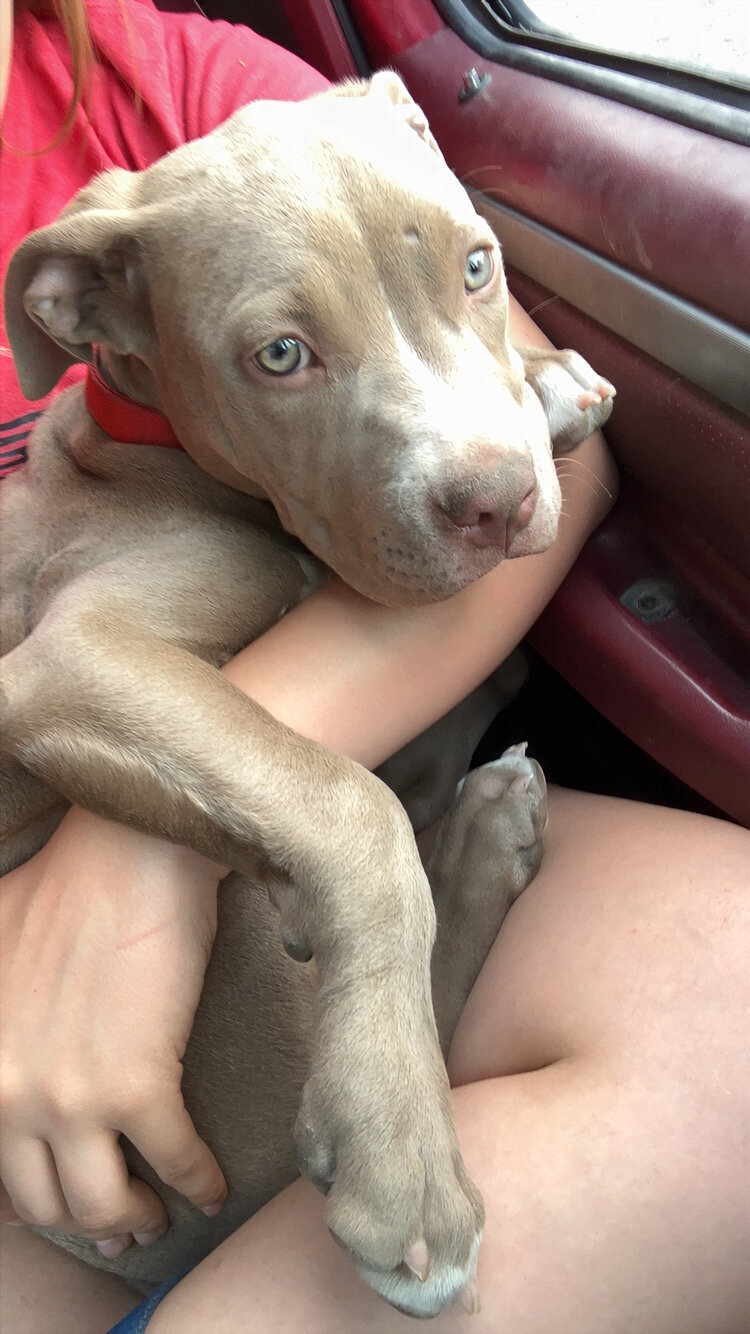 Pitbull Puppy image 5