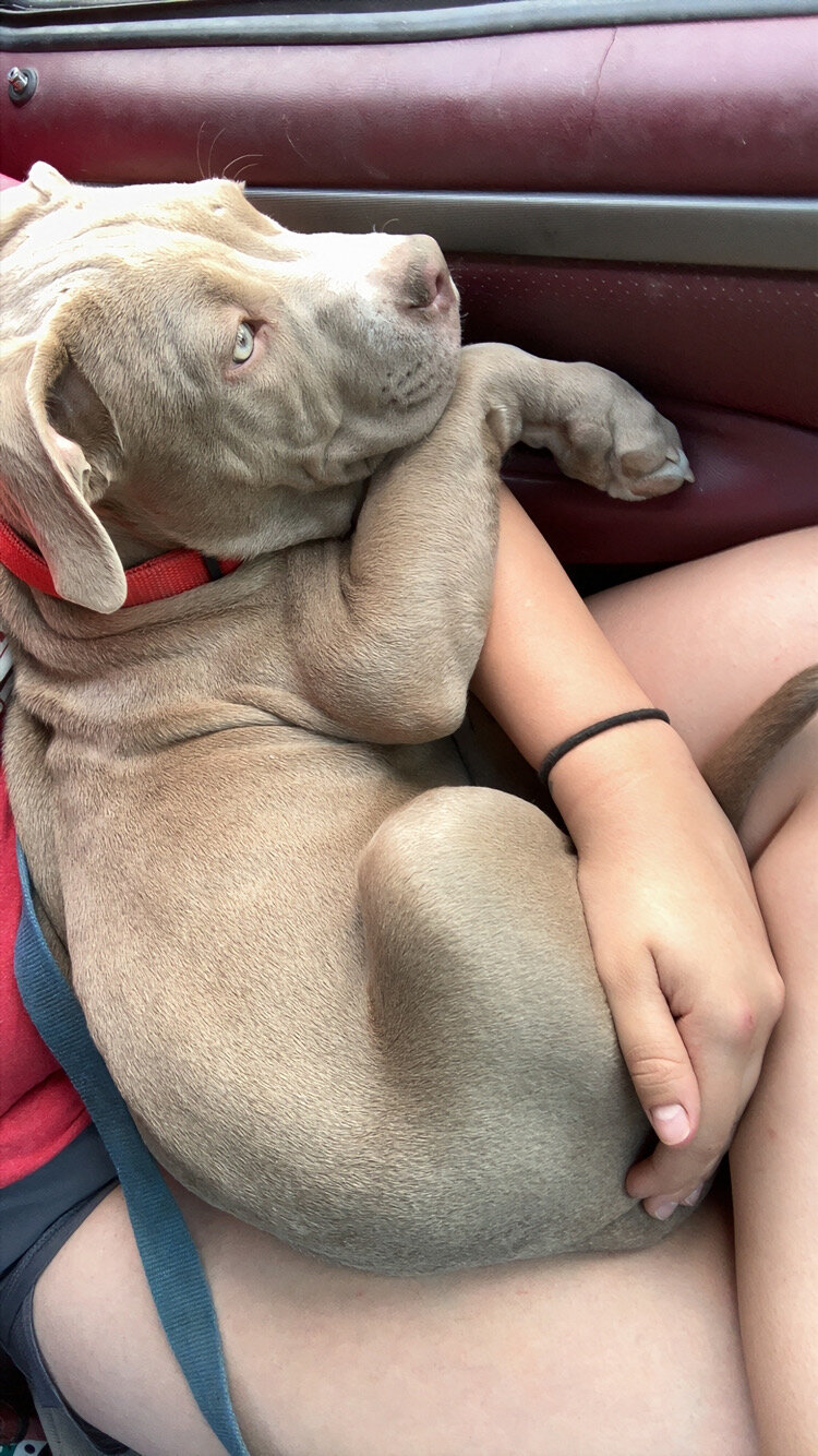 Pitbull Puppy image 4