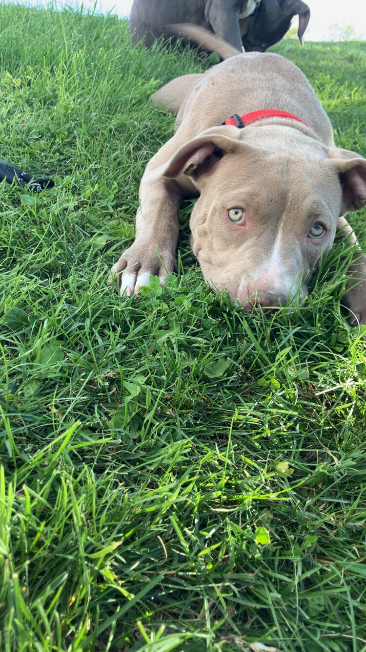 Pitbull Puppy image 3