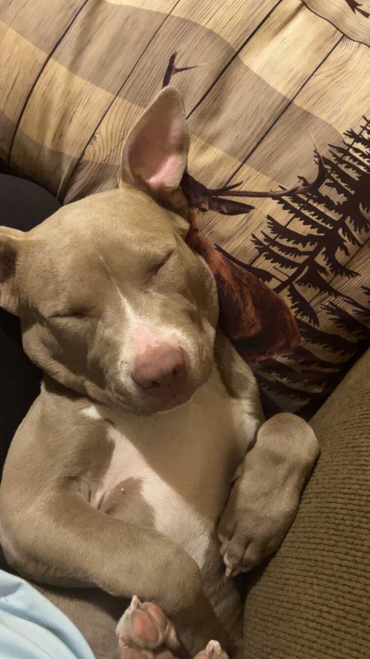 Pitbull Puppy image 1