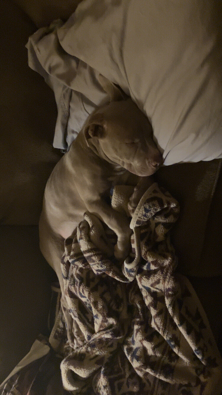 Pitbull Puppy image 2