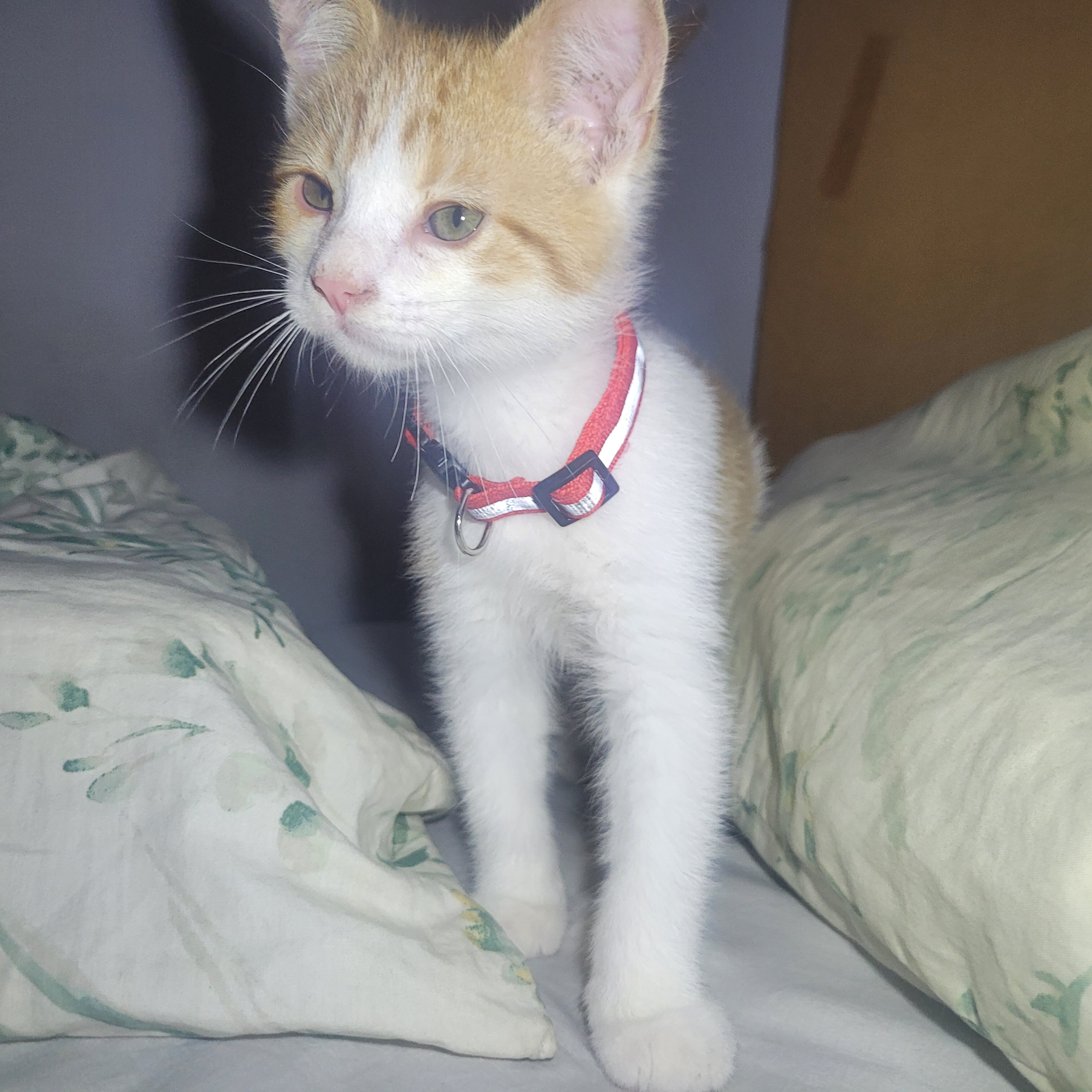 Kitten friendly playfull image 1