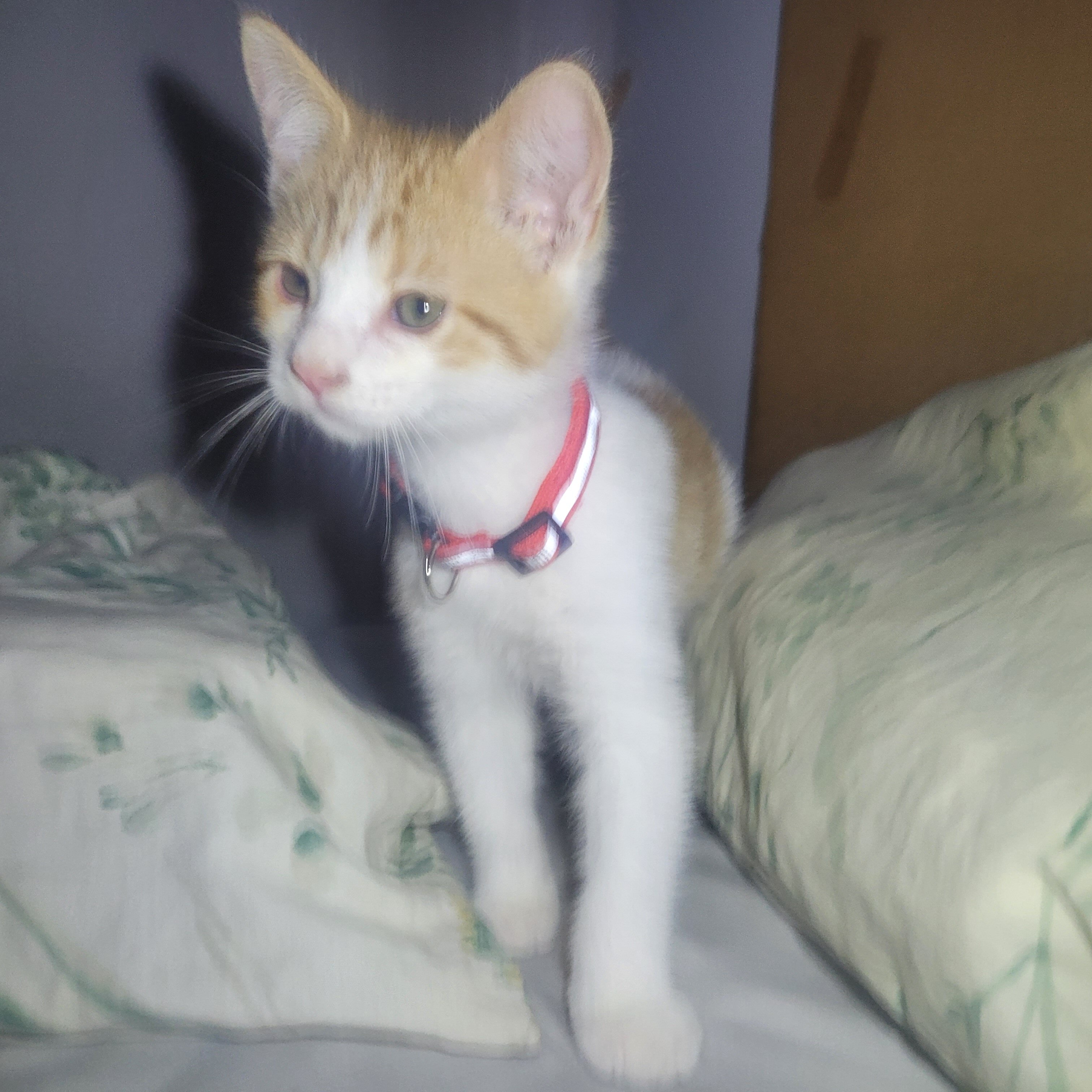 Kitten friendly playfull image 4