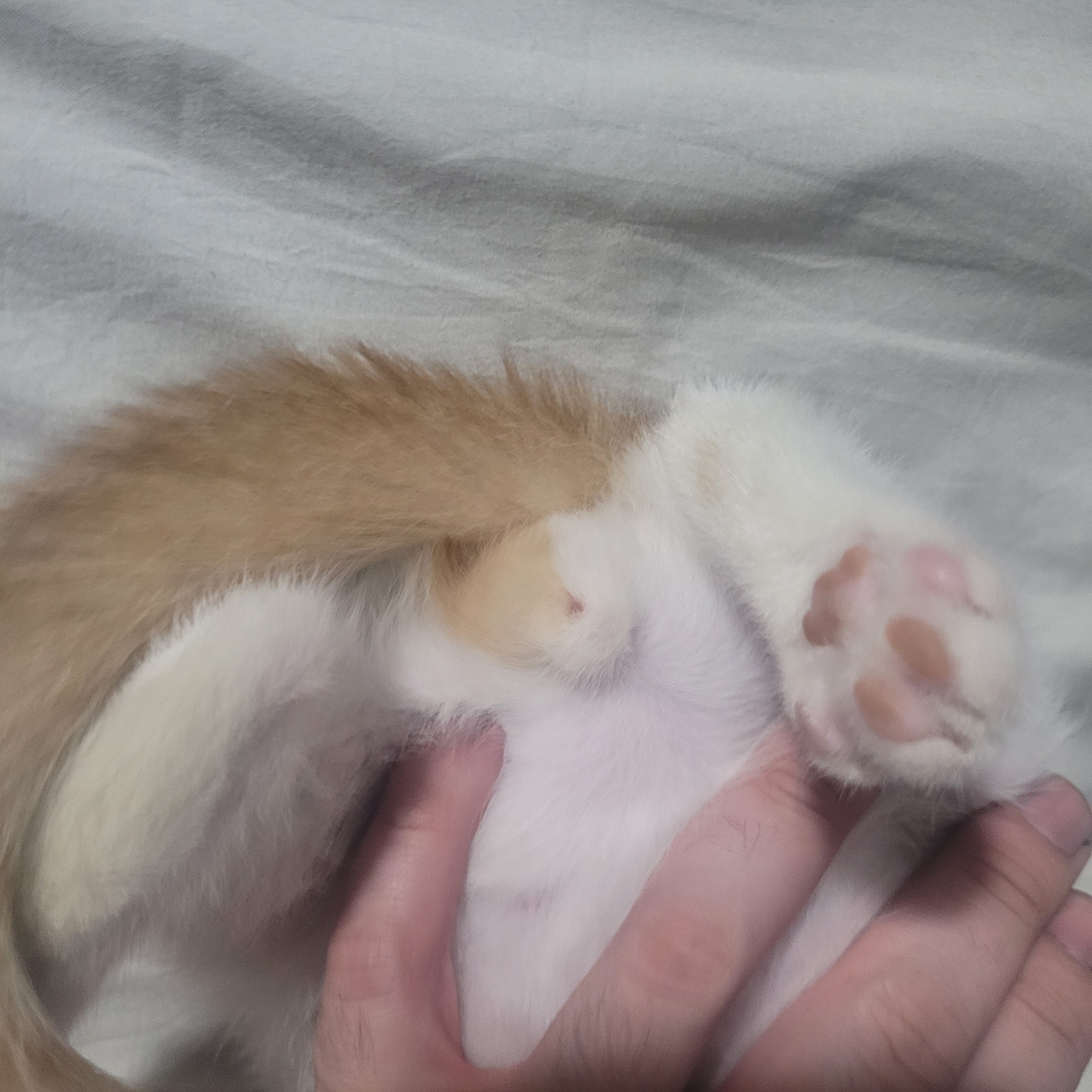 Kitten friendly playfull image 5