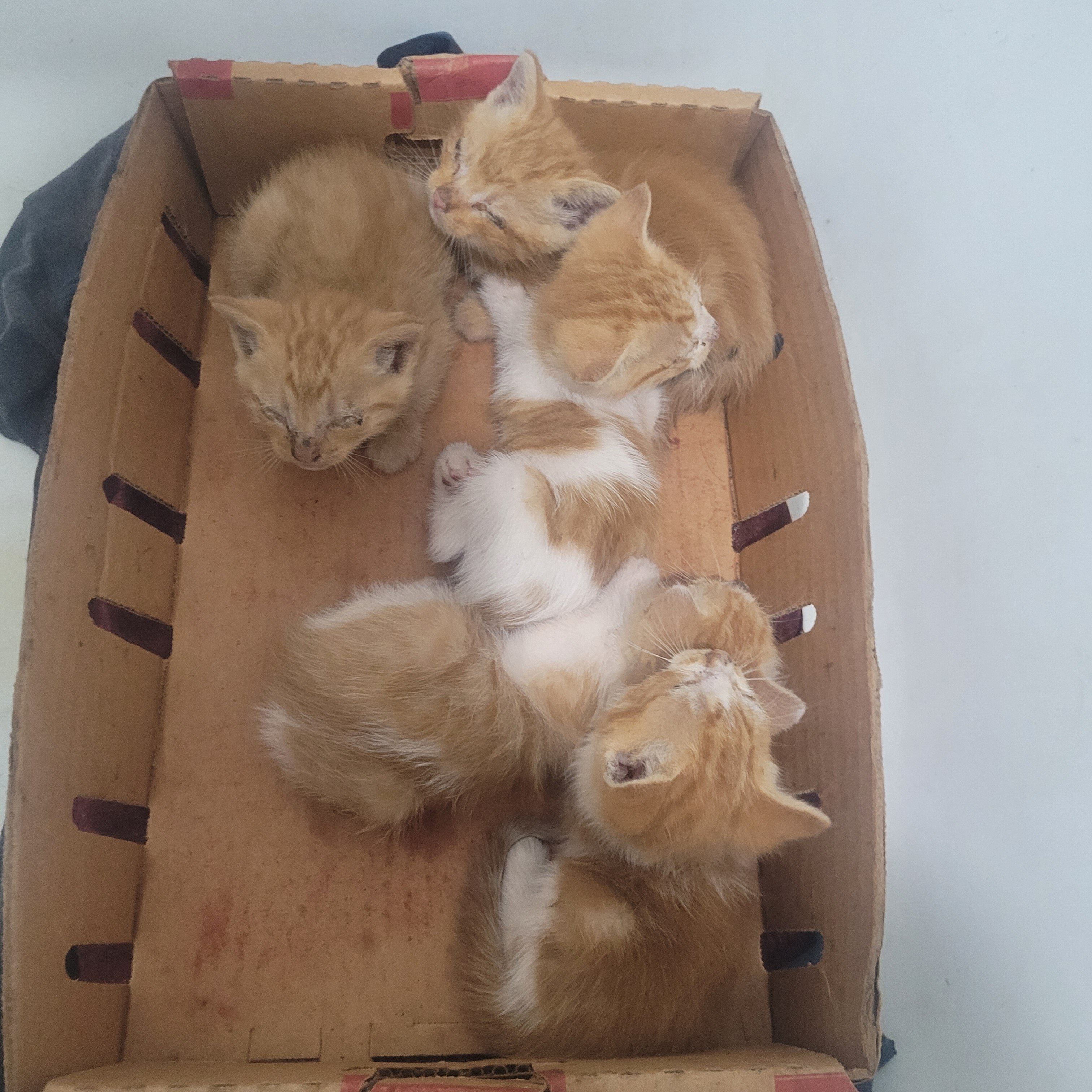 5 Kittens image 6