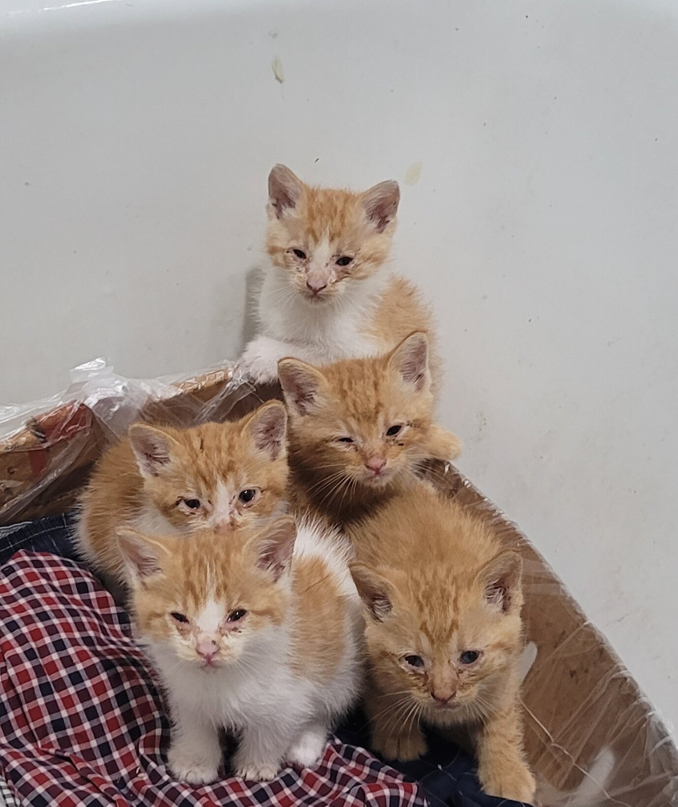 5 Kittens image 4