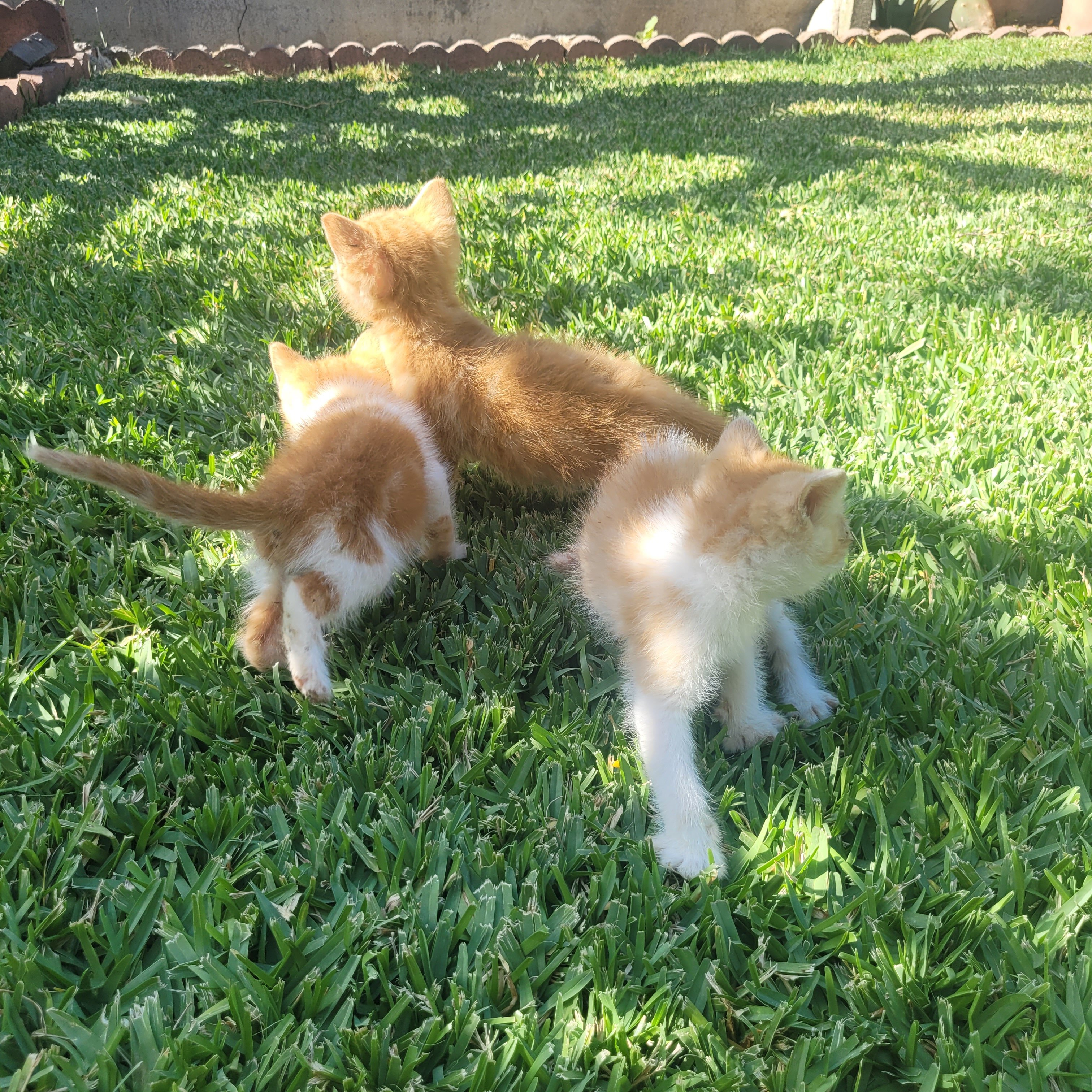5 Kittens image 5