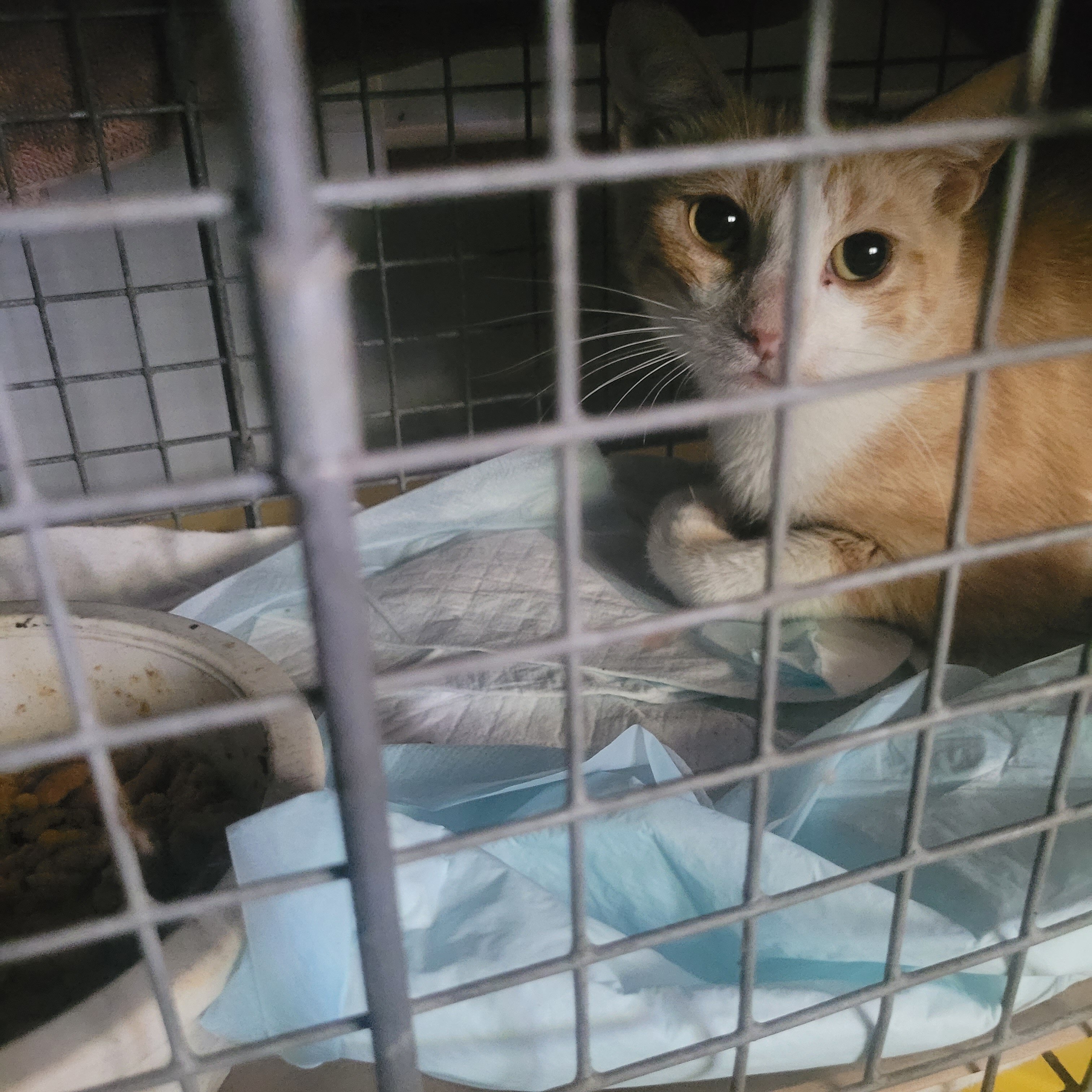 5 Kittens image 7