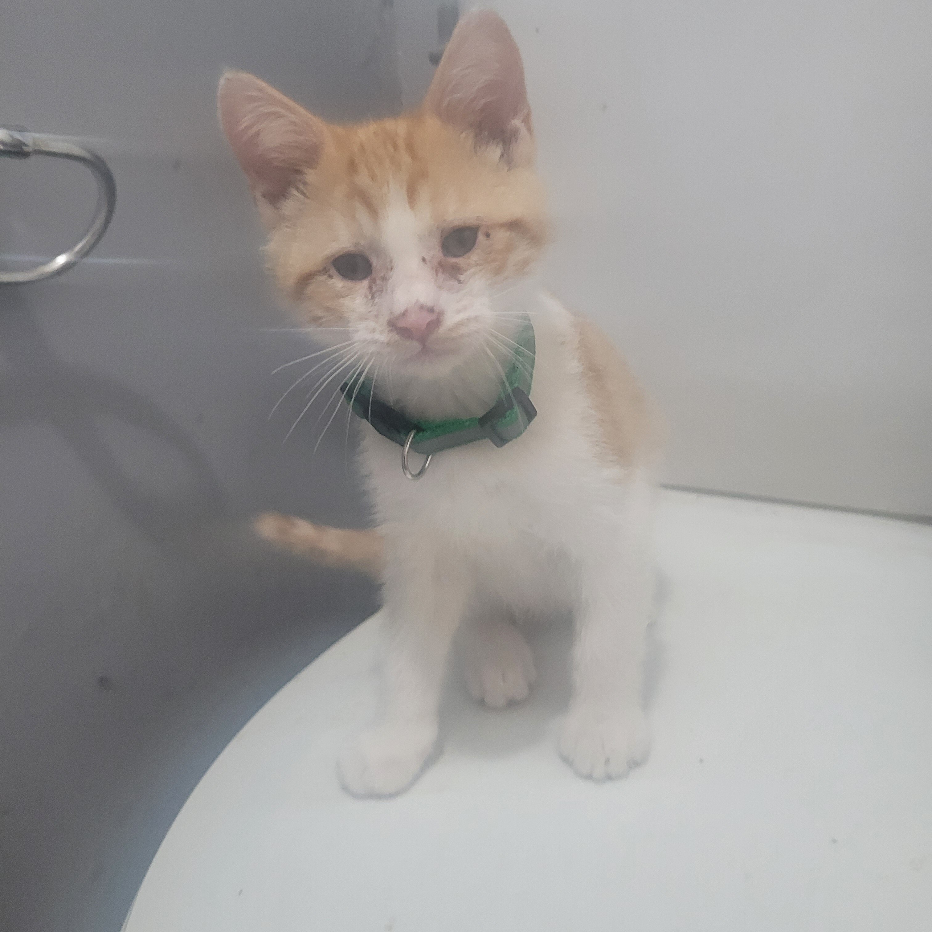 5 Kittens image 3