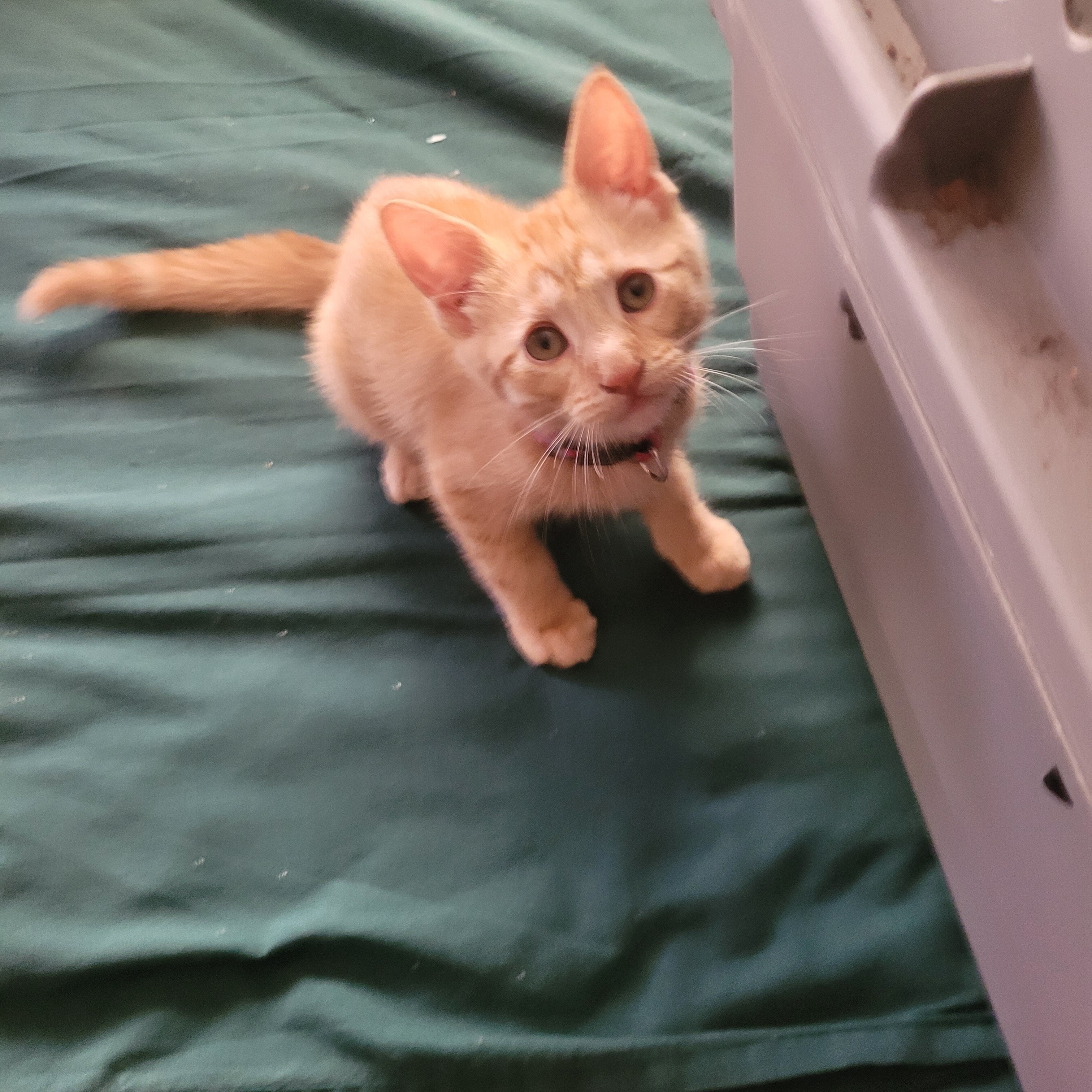 5 Kittens image 9
