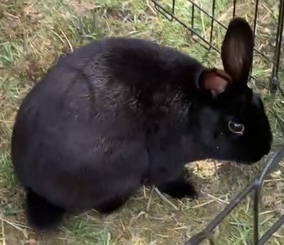 Riley—Social Mini Rex cross bunny image 10