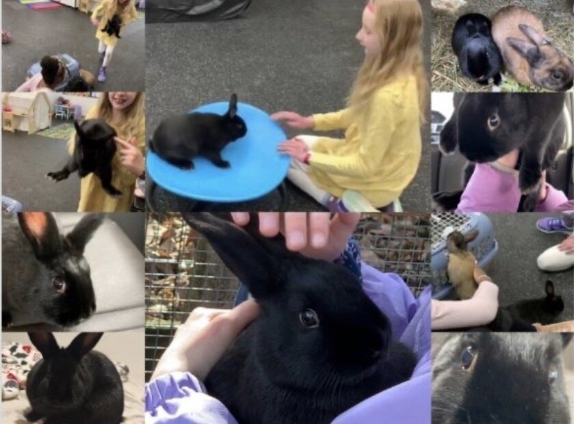Riley—Social Mini Rex cross bunny image 1