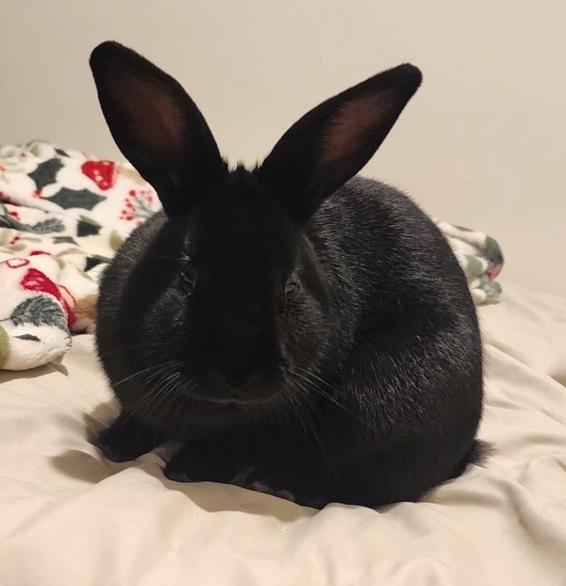Riley—Social Mini Rex cross bunny image 5