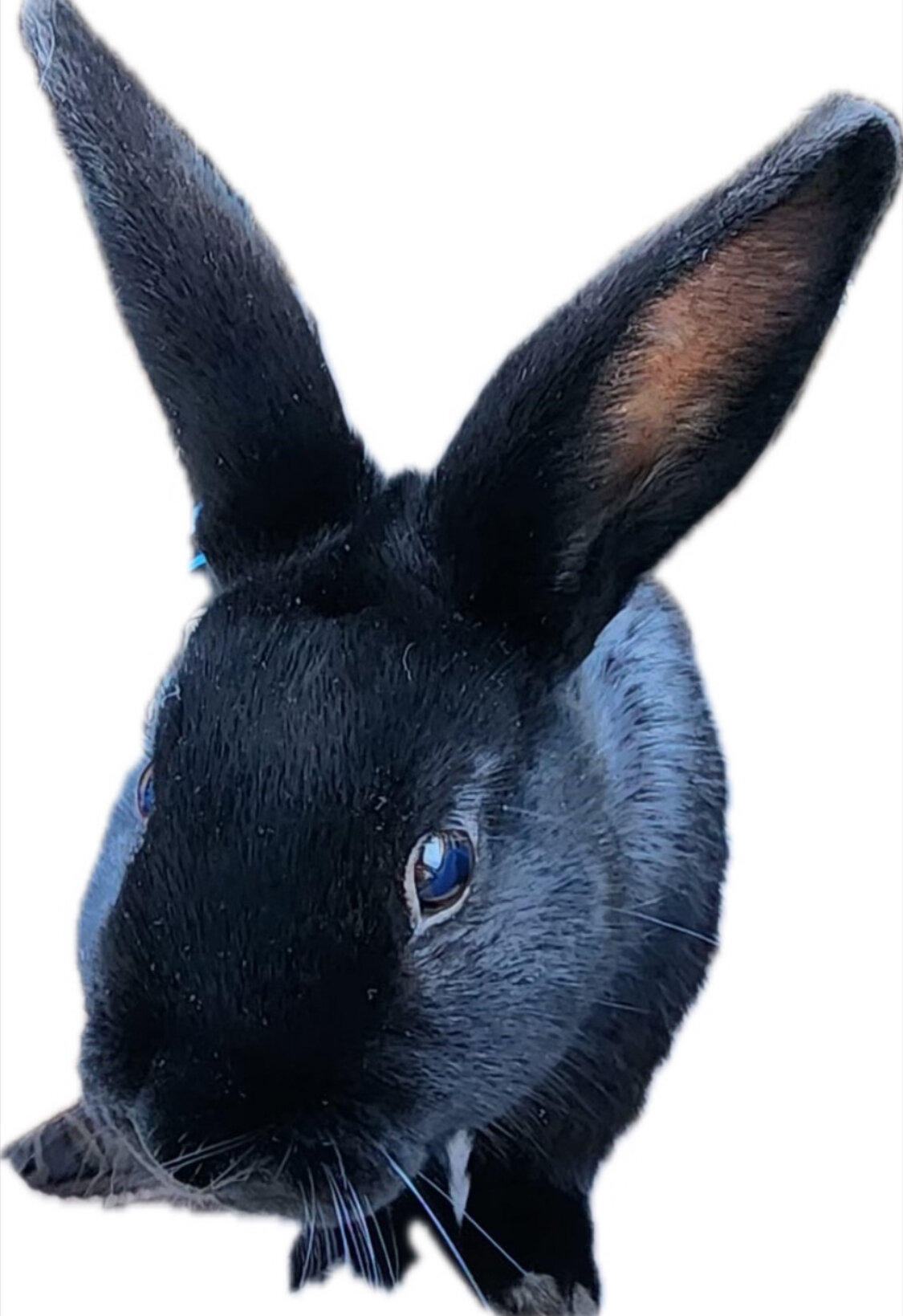 Riley—Social Mini Rex cross bunny image 9