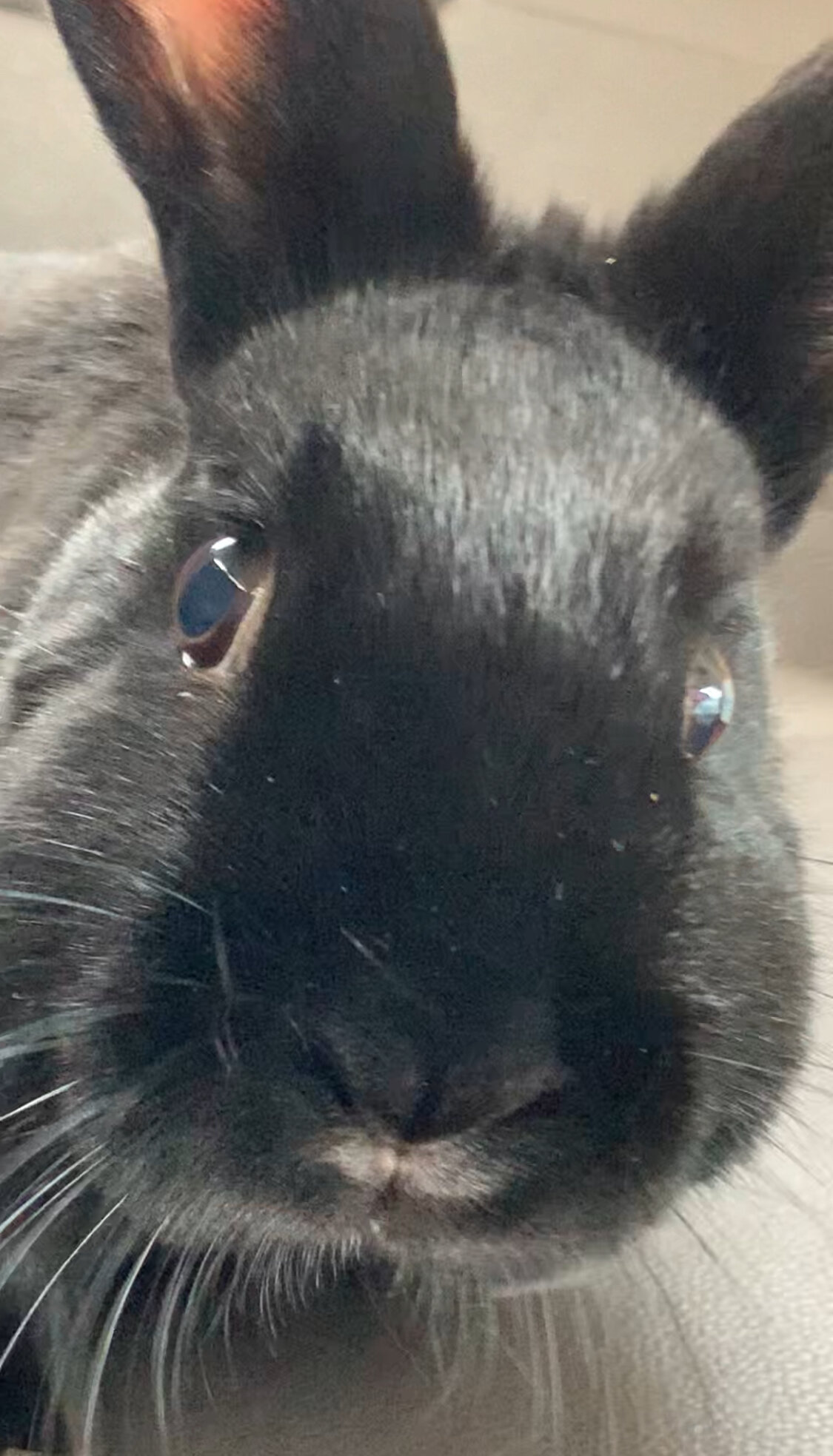 Riley—Social Mini Rex cross bunny image 3