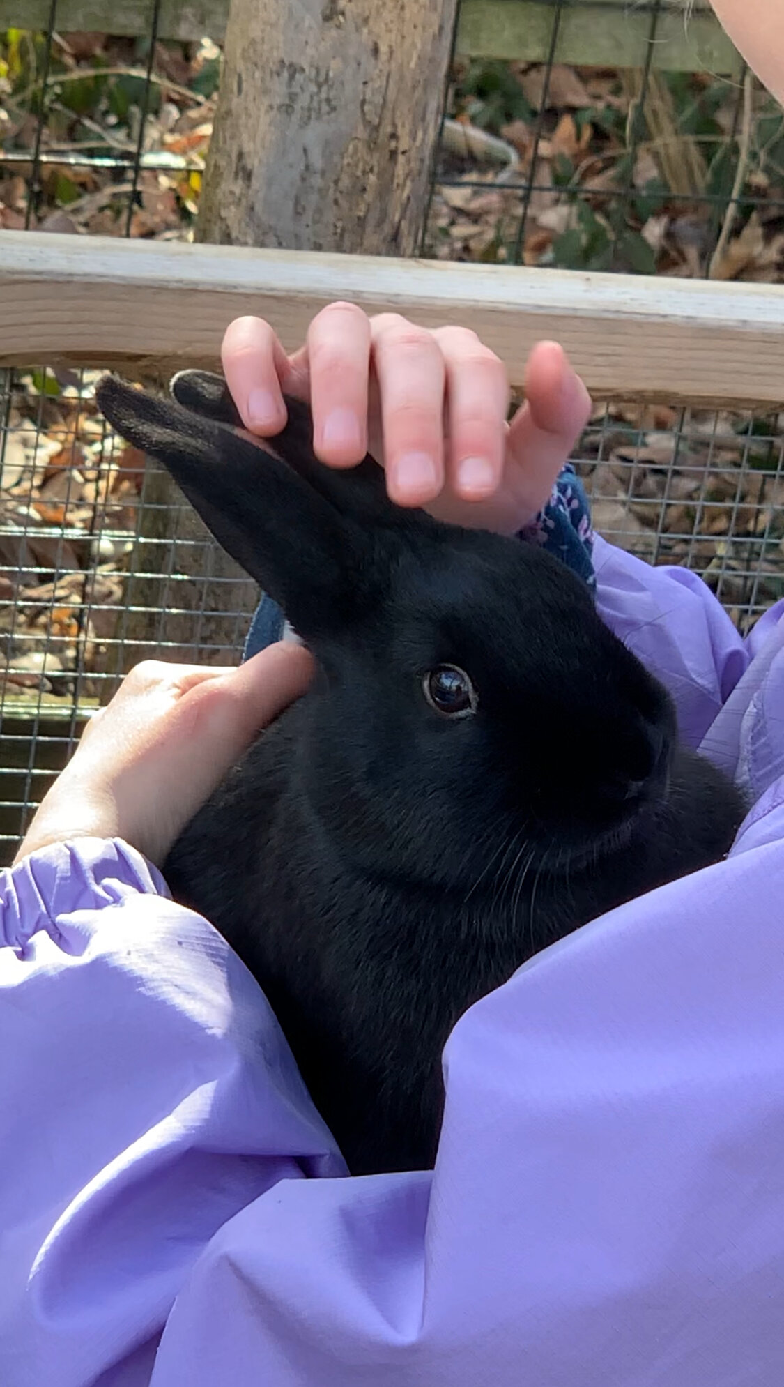 Riley—Social Mini Rex cross bunny image 8