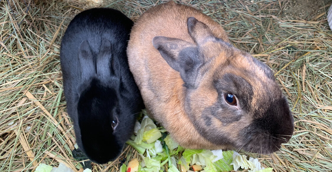 Riley—Social Mini Rex cross bunny image 2