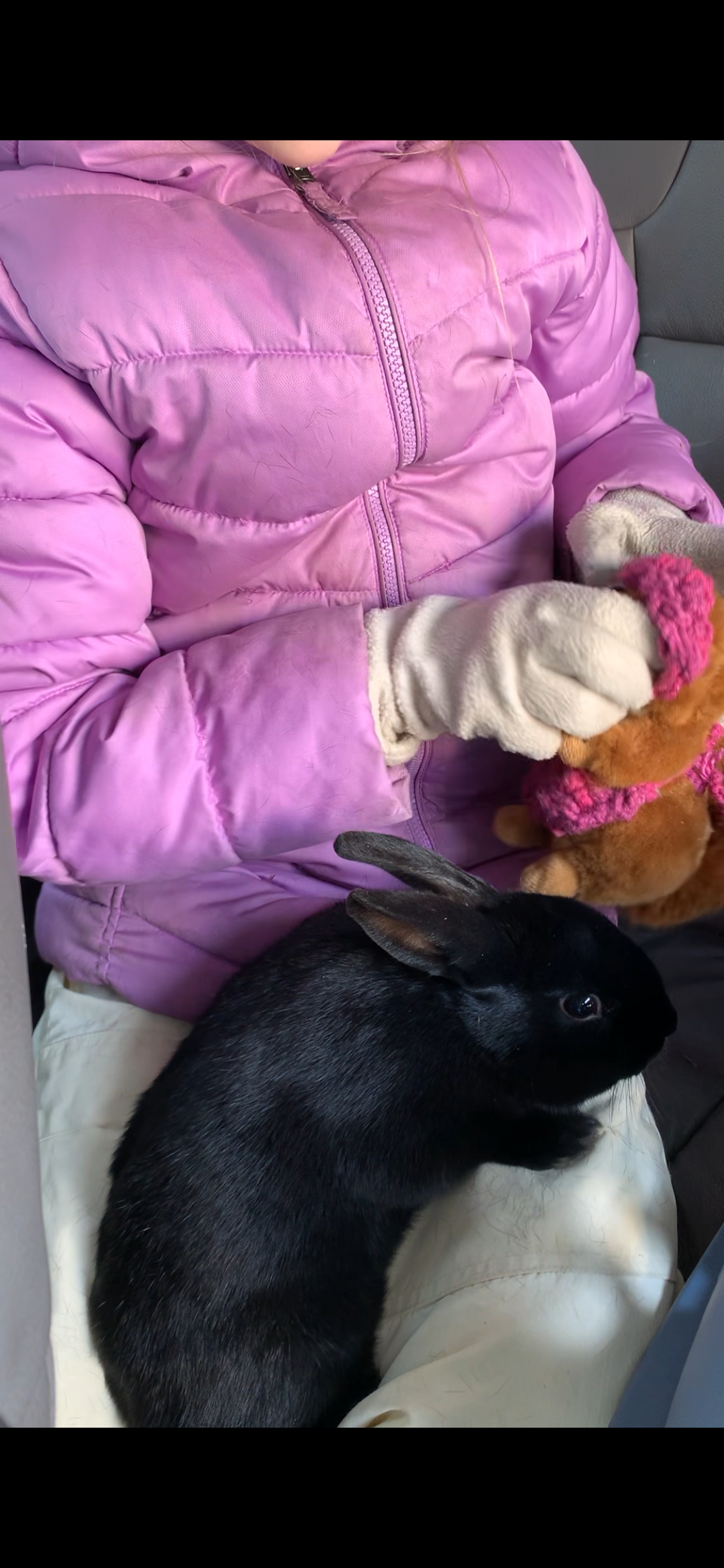 Riley—Social Mini Rex cross bunny image 7