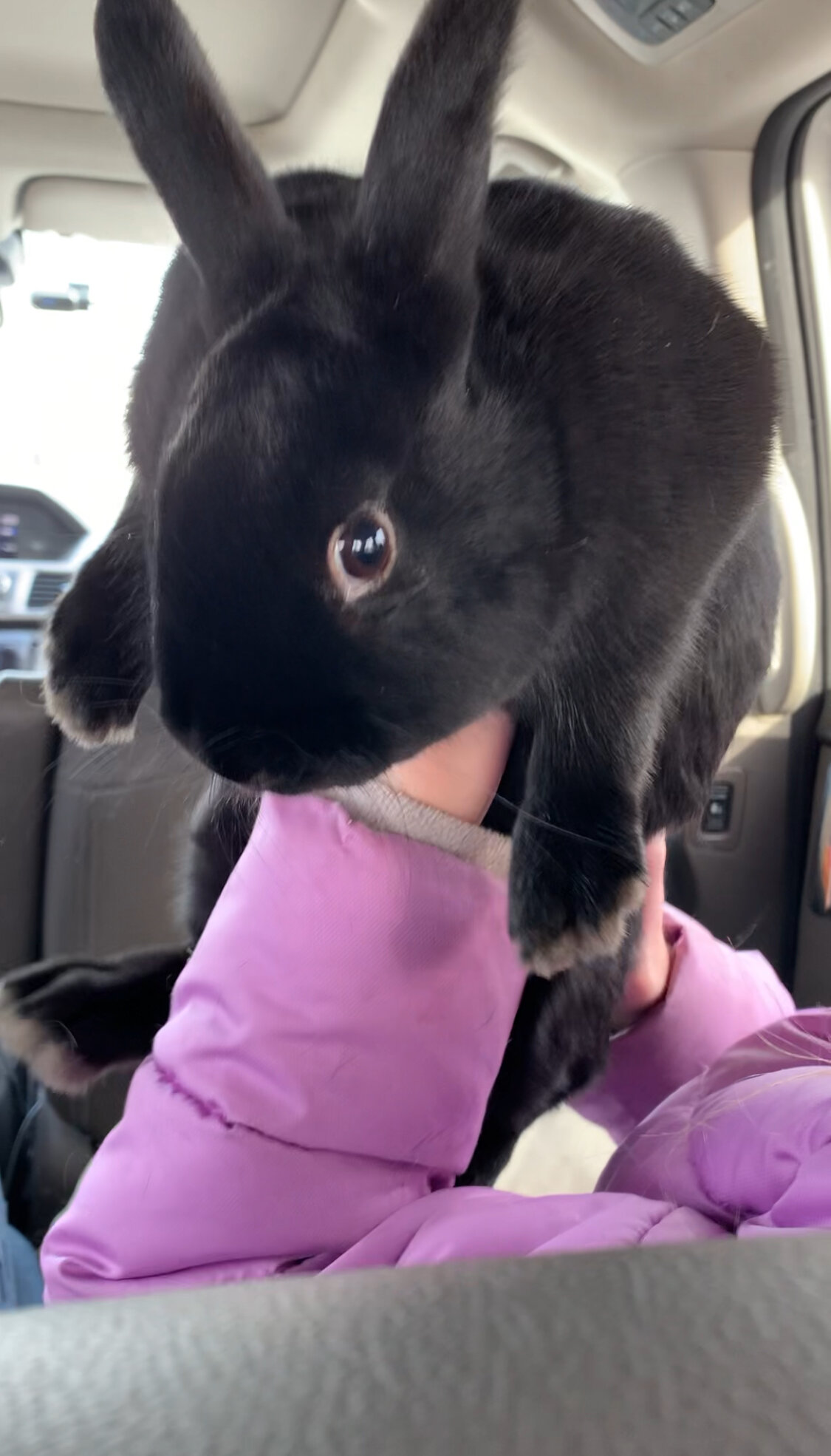 Riley—Social Mini Rex cross bunny image 4