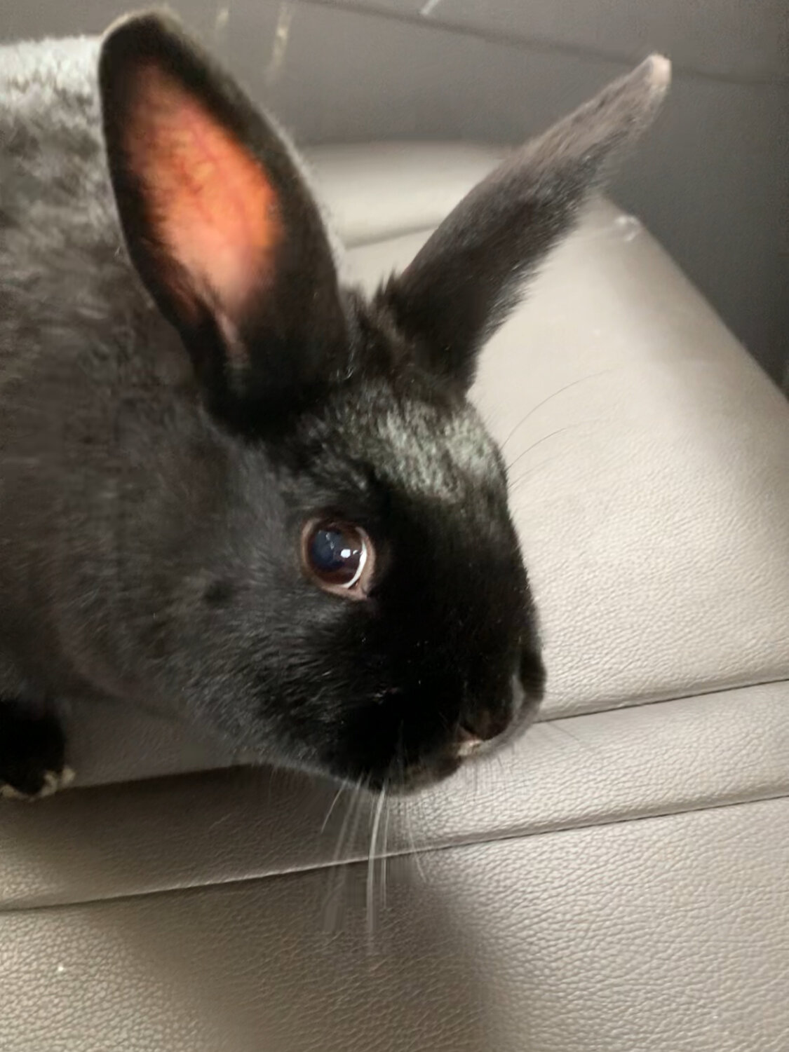 Riley—Social Mini Rex cross bunny image 6