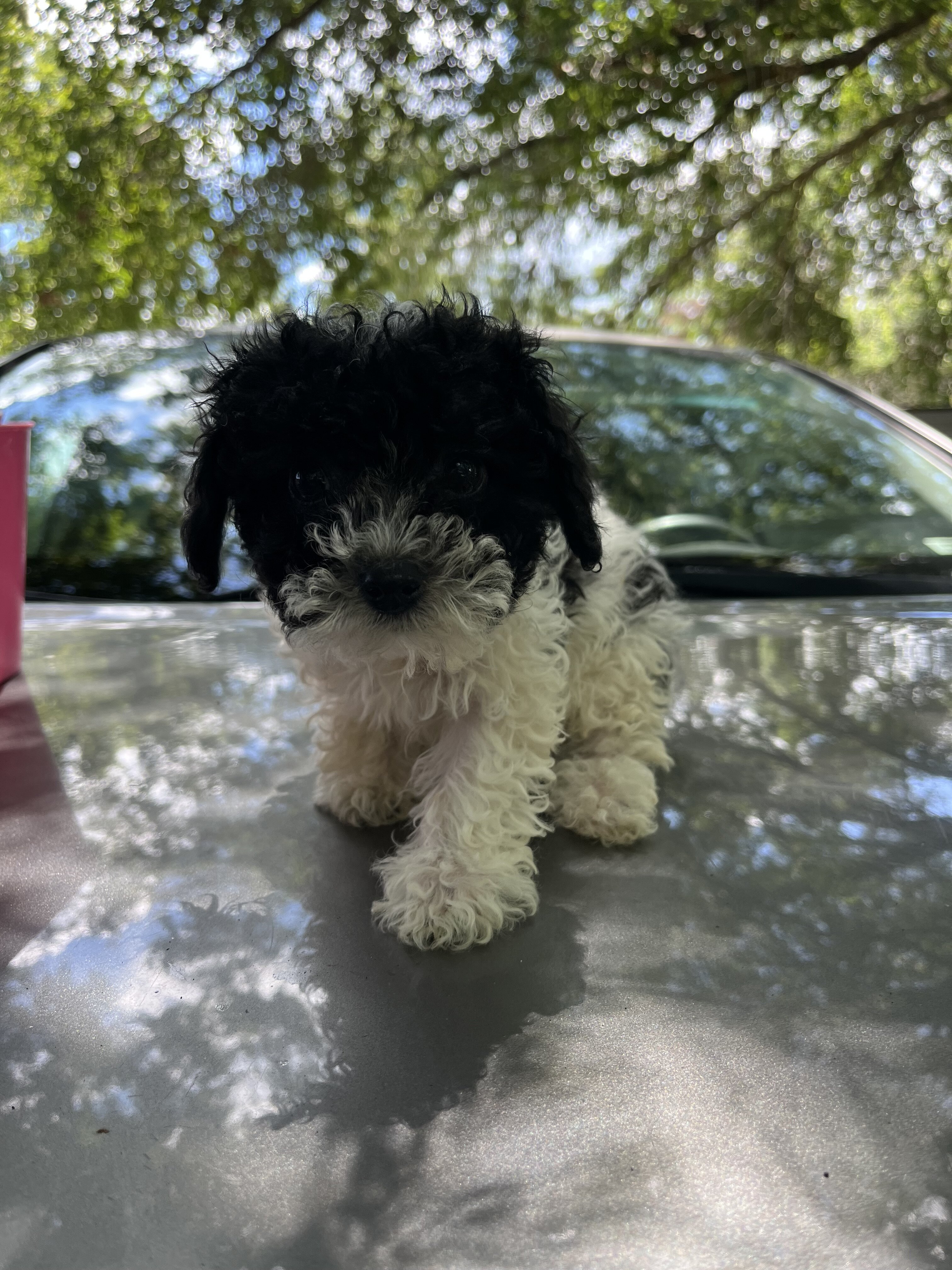 Toy Poodle image 1