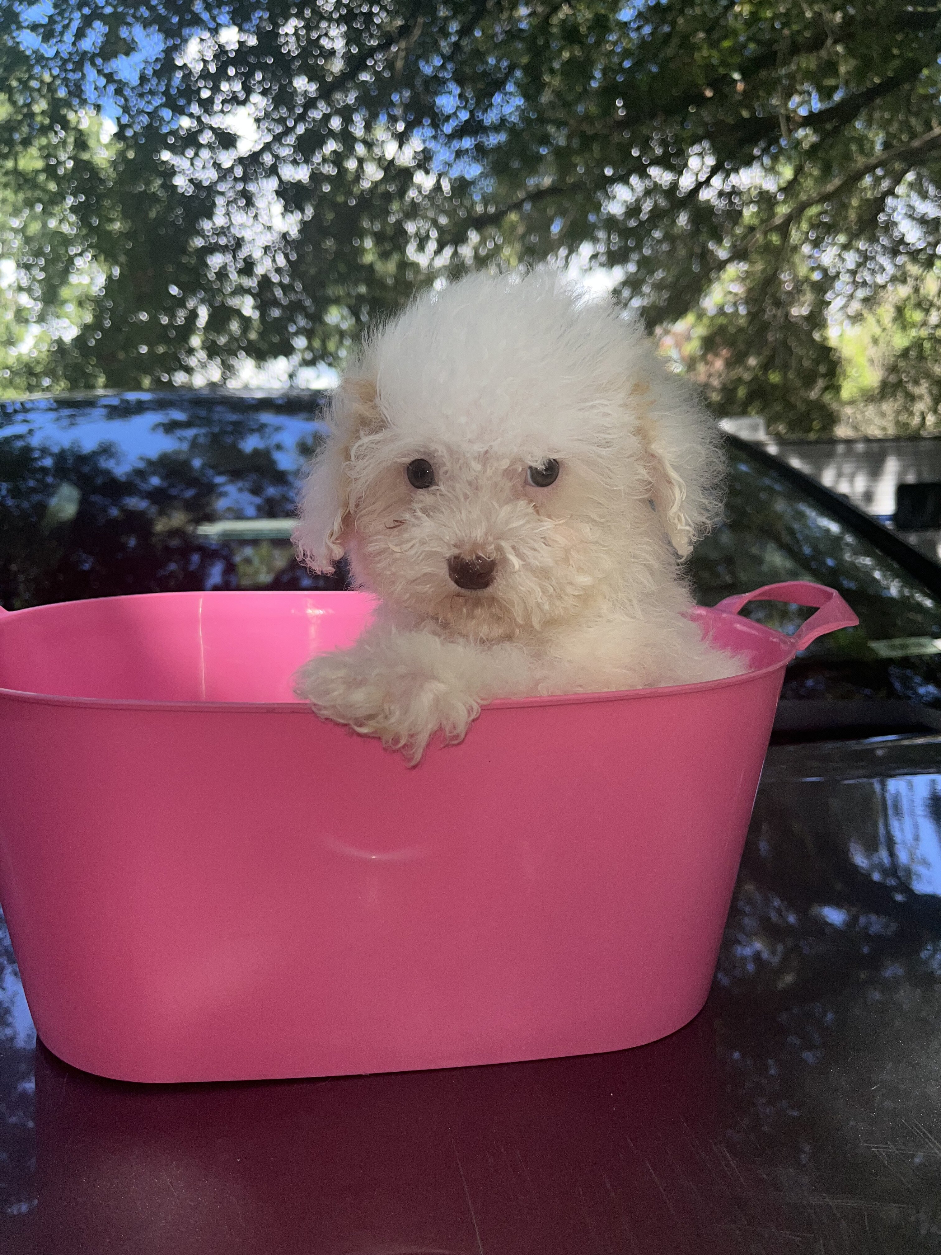 Toy Poodle image 3