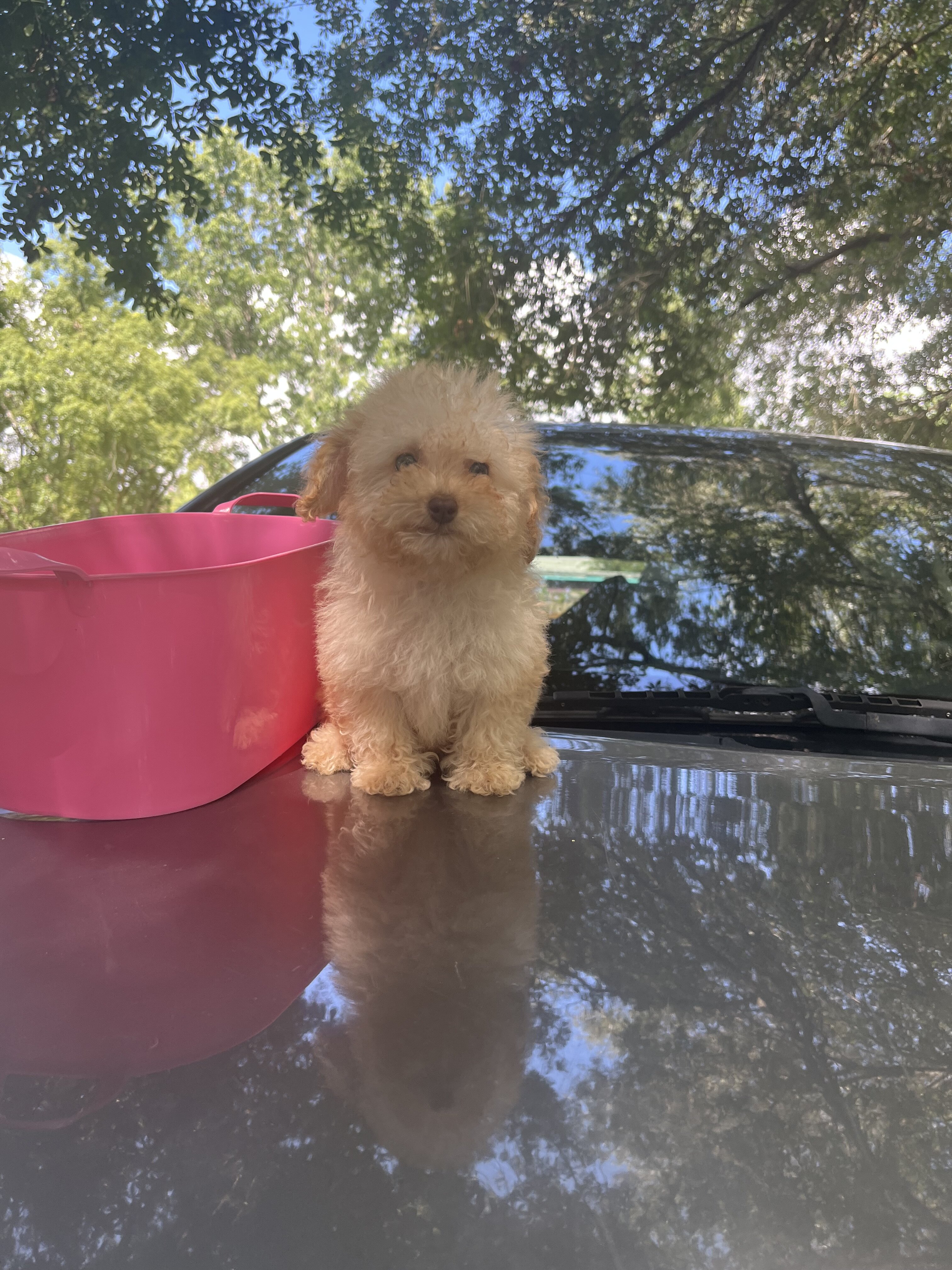 Toy Poodle image 2
