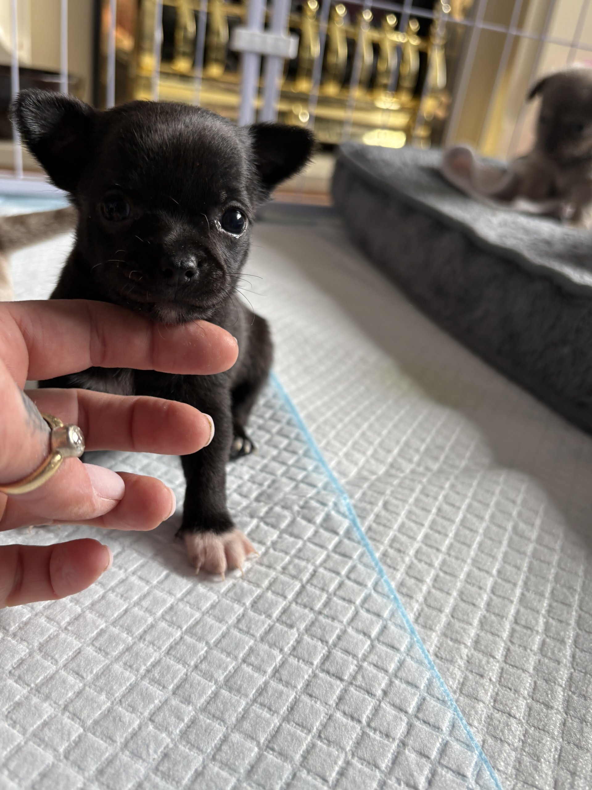 🐾Beautiful Chihuahua Puppies 🐾 image 3